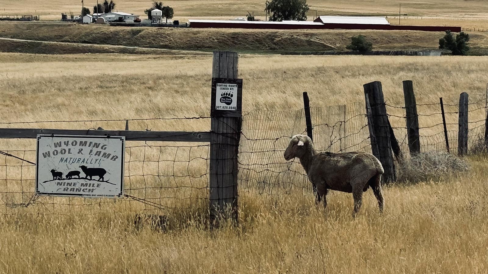 Sheep ranches are scattered throughout the Buffalo Sussex Cutoff Road area.