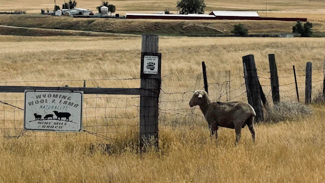 Wyoming Sheep Ranchers Scramble To Save Flocks From 175,000-Acre House ...