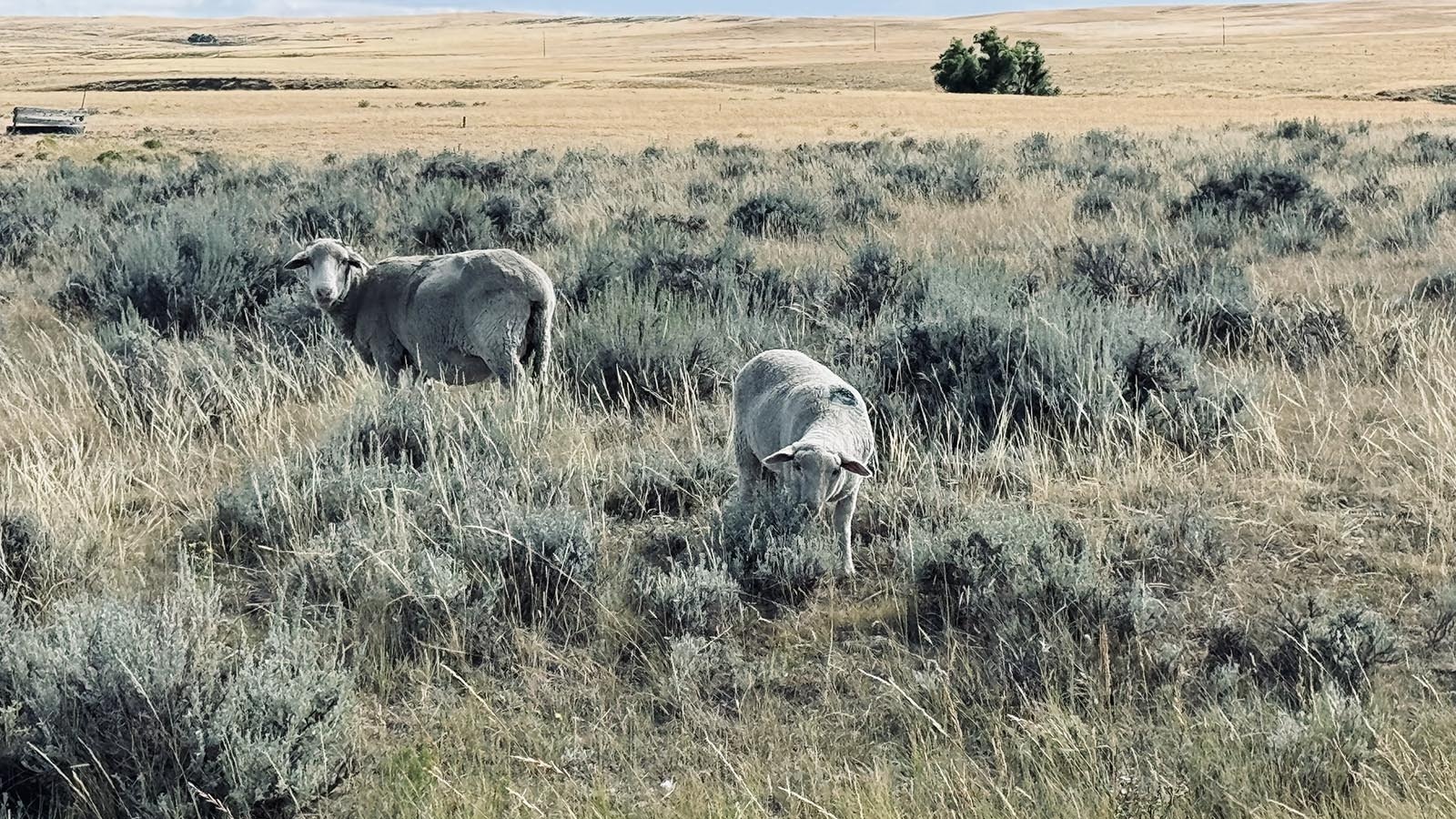 Lost sheep off Buffalo Sussex Cutoff Road where the House Draw Fire threatened sheep ranches.