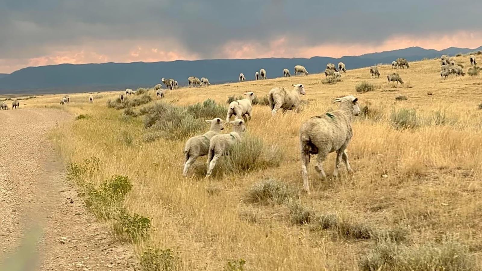 Sheep were stressed by the House Draw Fire that entered the plain land off of Buffalo Sussex Cutoff Road.