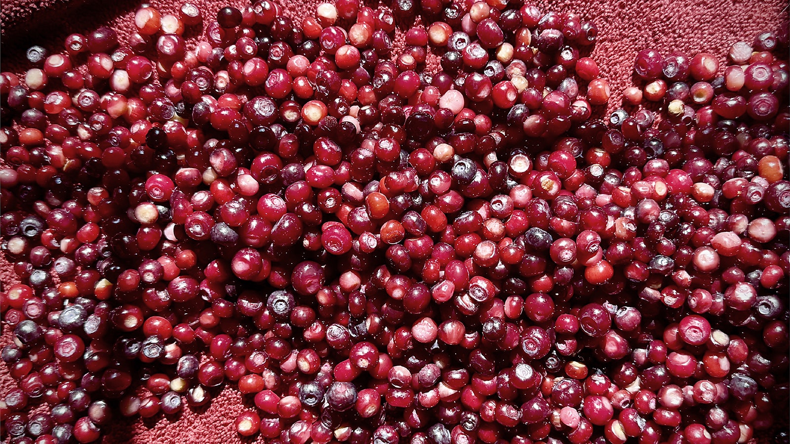 Huckleberry hounds are reporting the wild berries are now ripe in Wyoming's Tetons, along with parts of Montana, Idaho and Washington.