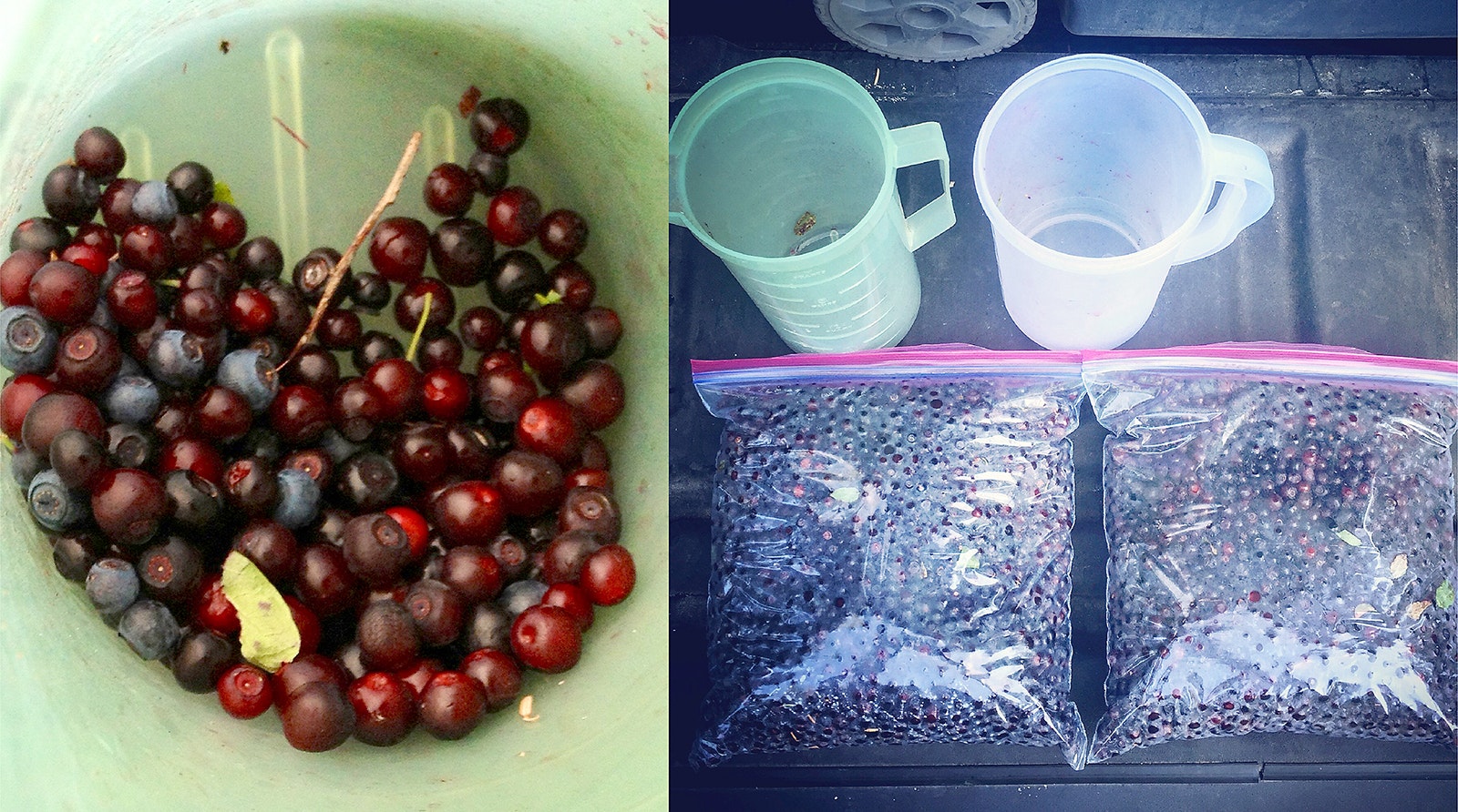 On a recent outing in Mount Spokane State Park, northeast of the city in Washington state, Jon Gelder and his wife, Heather, found bountiful berry bushes.