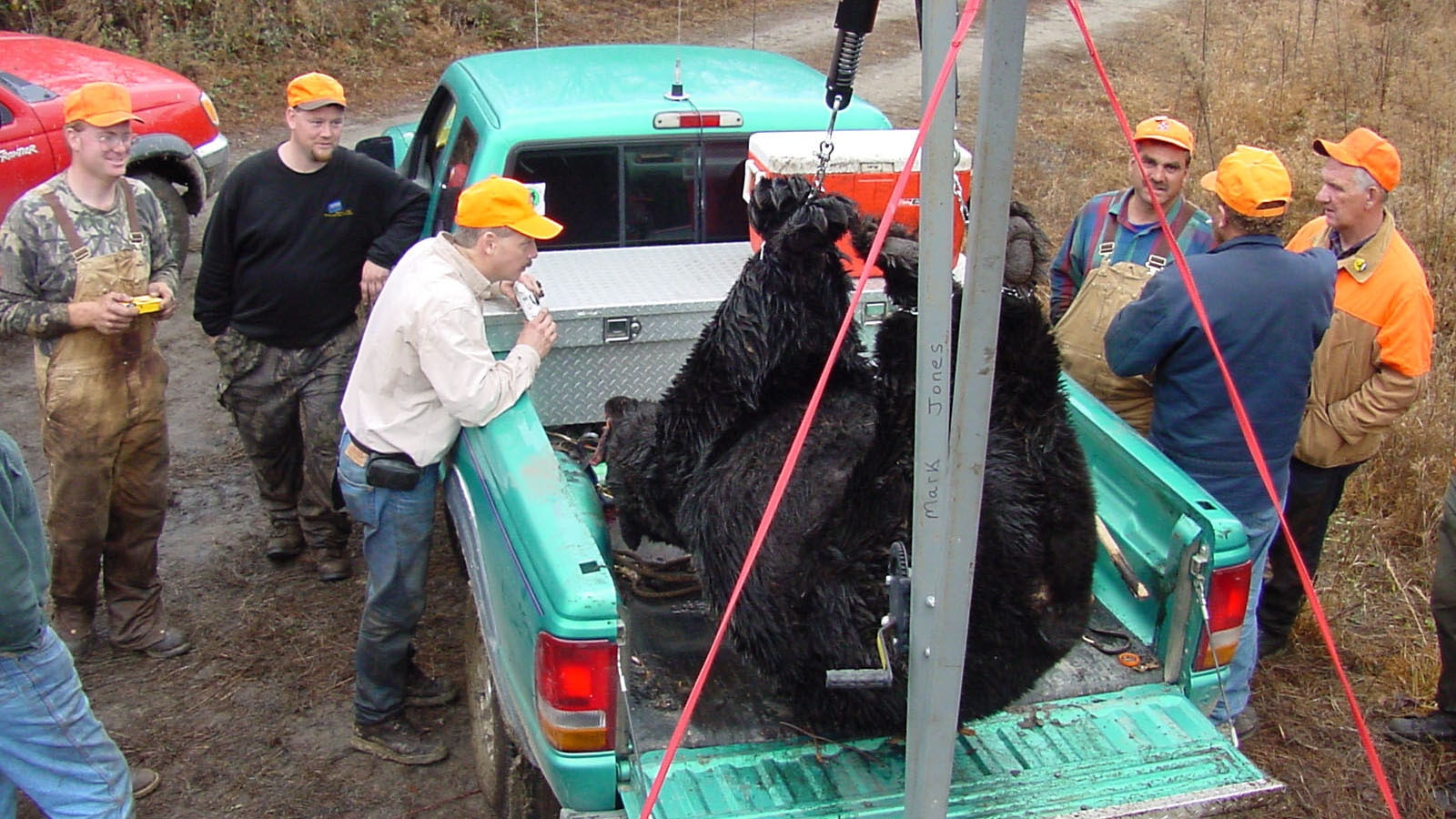 In Eastern states such as North Carolina, this massive, 650-pound black bear would be about average.