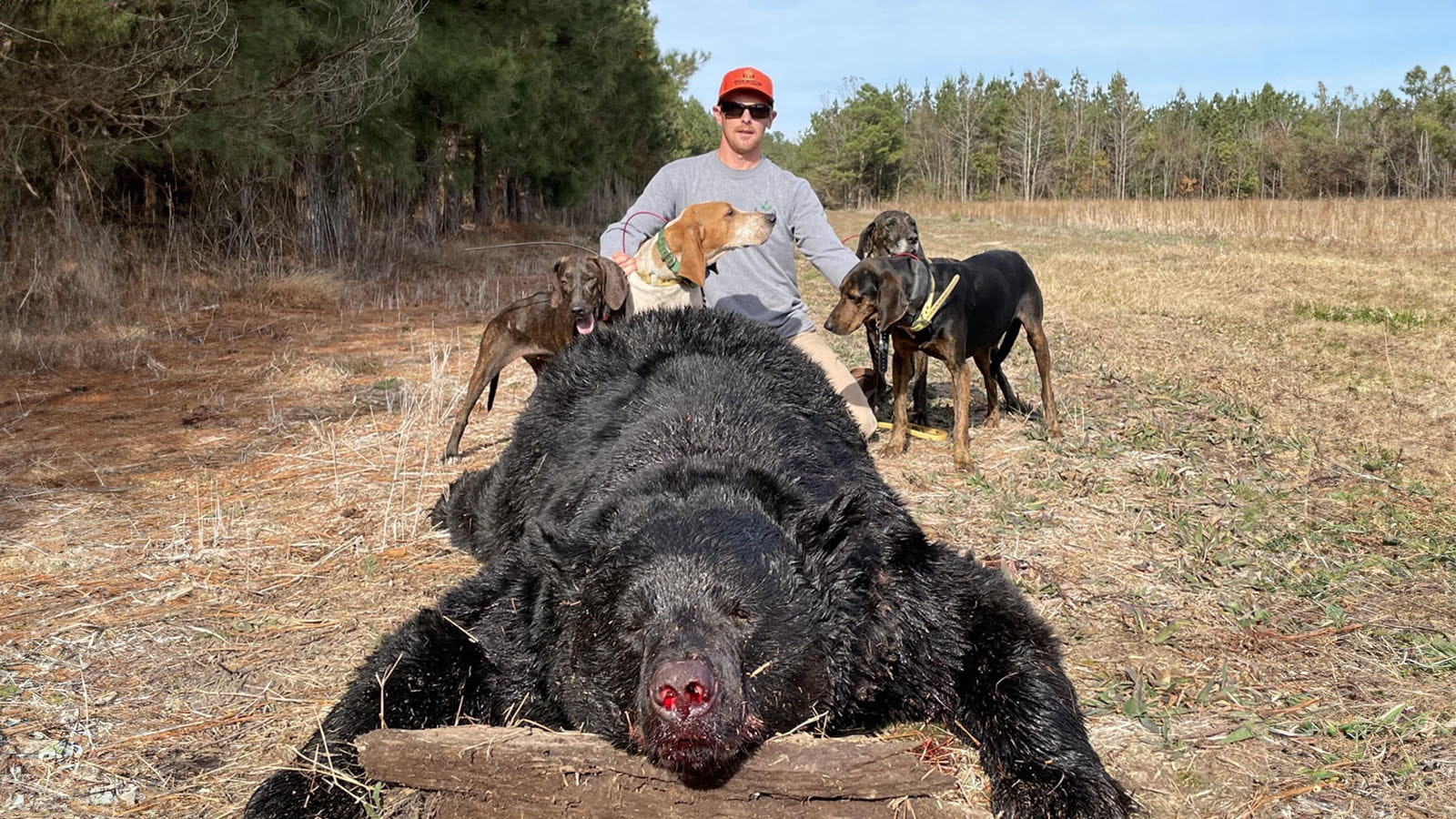 North Carolina hunters, like Ryan Williams, use hounds to track down super-sized black bears.