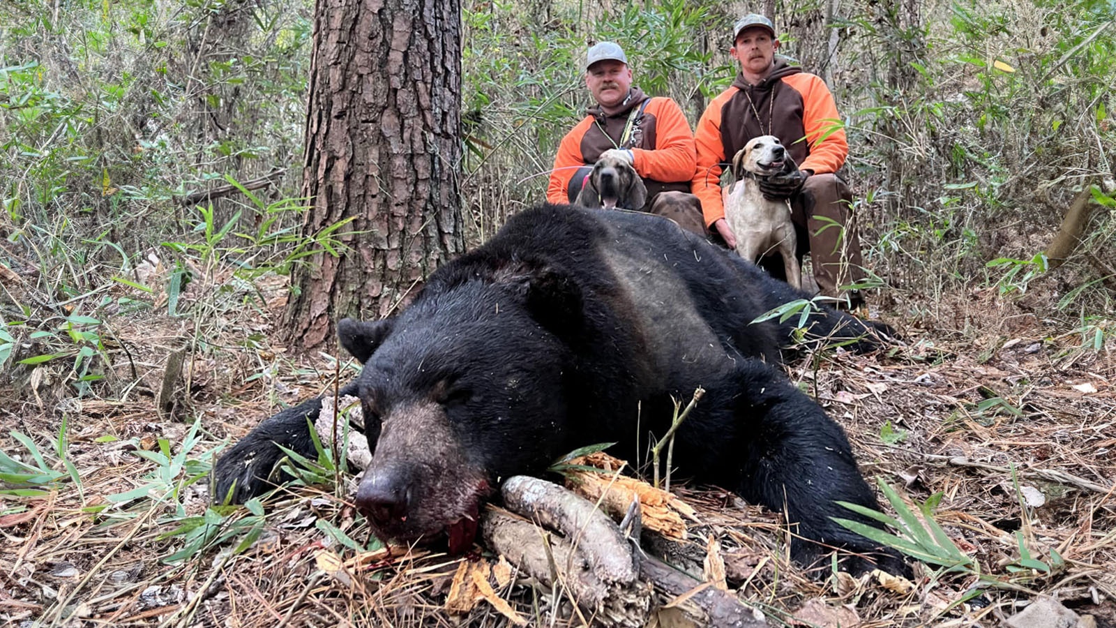 Ryan Williams Spencer Albritton killed this 500-pound black bear in North Carolina, where such a bear would be on the small side.