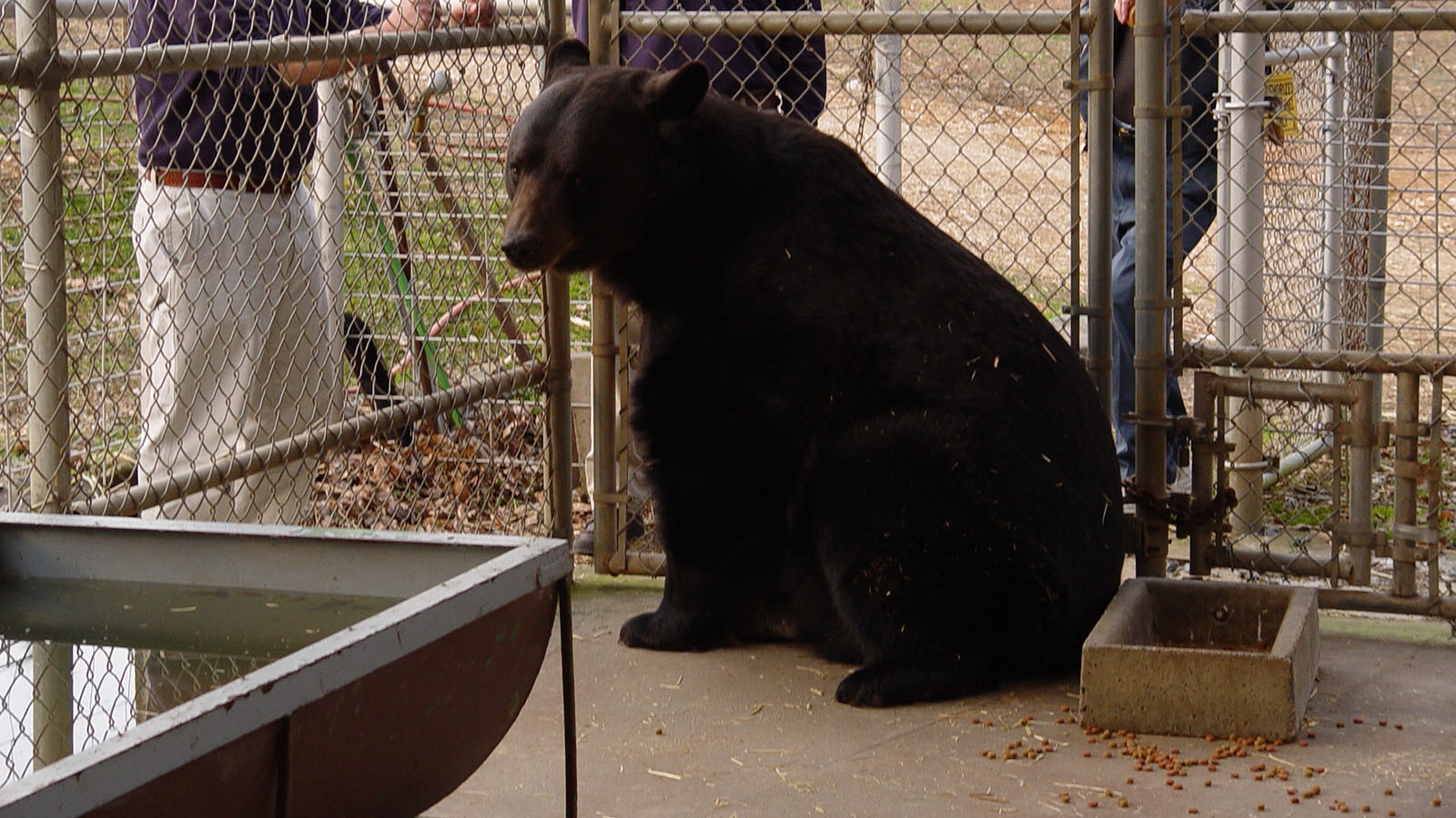 This gigantic grizzly-black bear hybrid was keep in captivity, more or less as a pet, in North Carolina in the early 2000s.