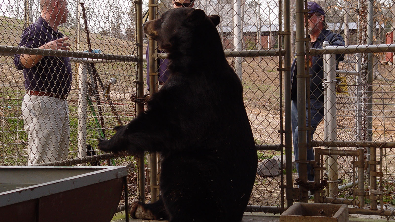 This gigantic grizzly-black bear hybrid was keep in captivity, more or less as a pet, in North Carolina in the early 2000s.