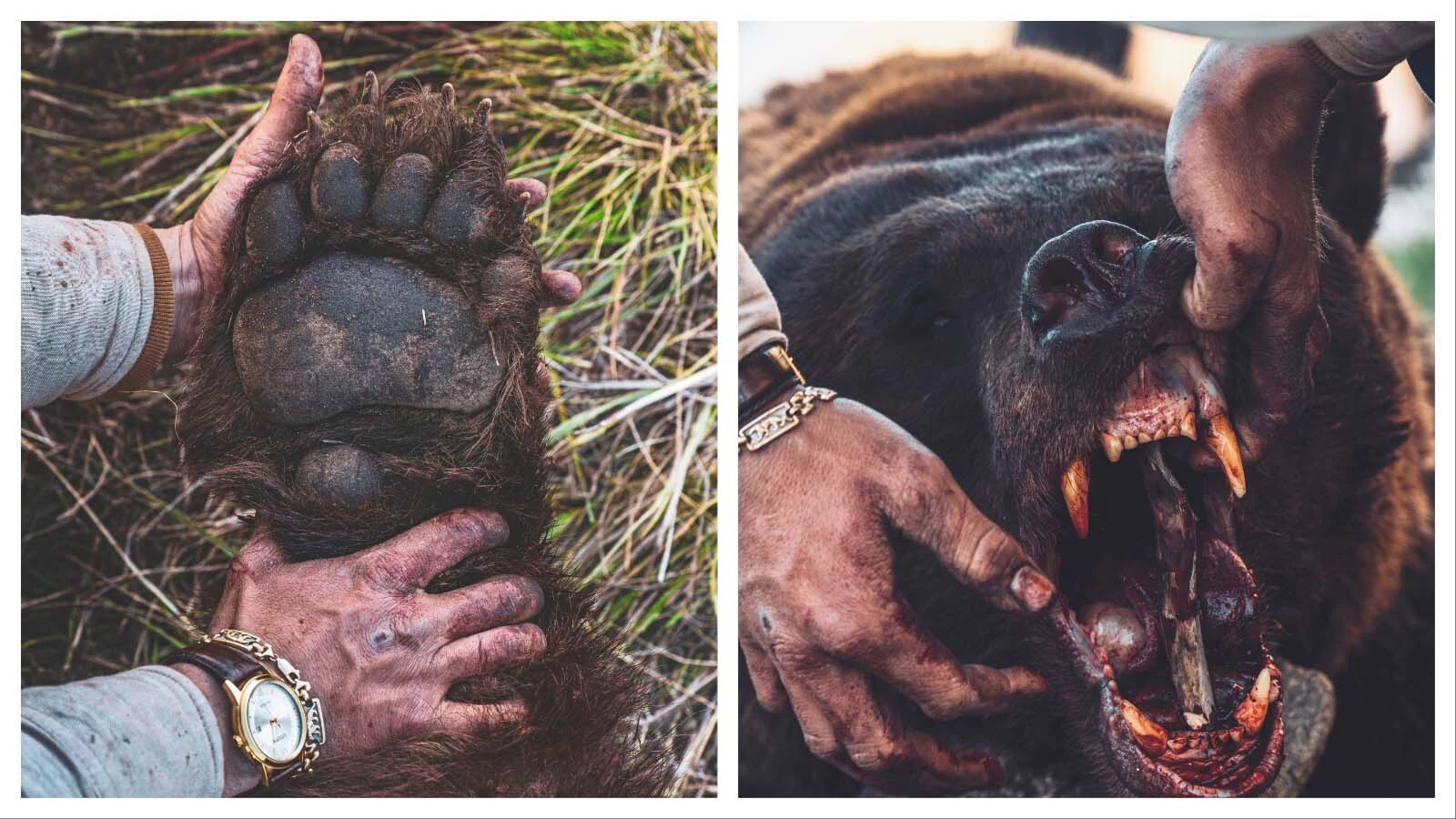 River Mossberg of Cheyenne shot this massive black bear in the Snowy Range Mountains, using the “spot-and-stalk” hunting technique.