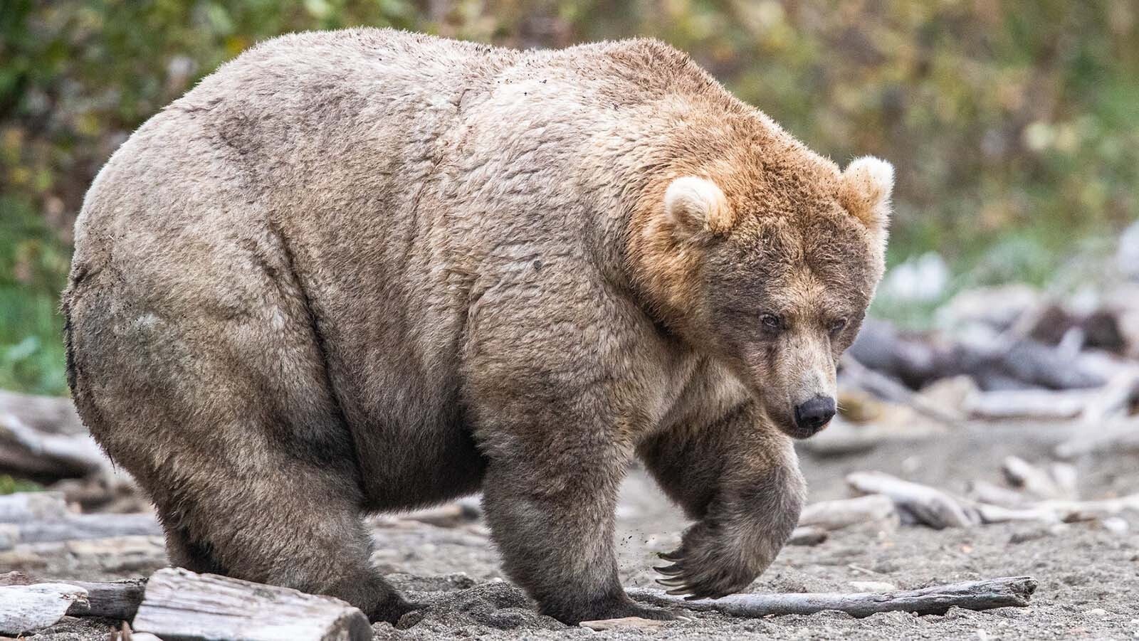 Hunters take heed: Bears with huge appetites are roaming the Greater Yellowstone Ecosystem eating everything and anything they can get. It’s more than just the bears being gluttons, because not bulking up enough this time of year can mean life or death for the bruins.