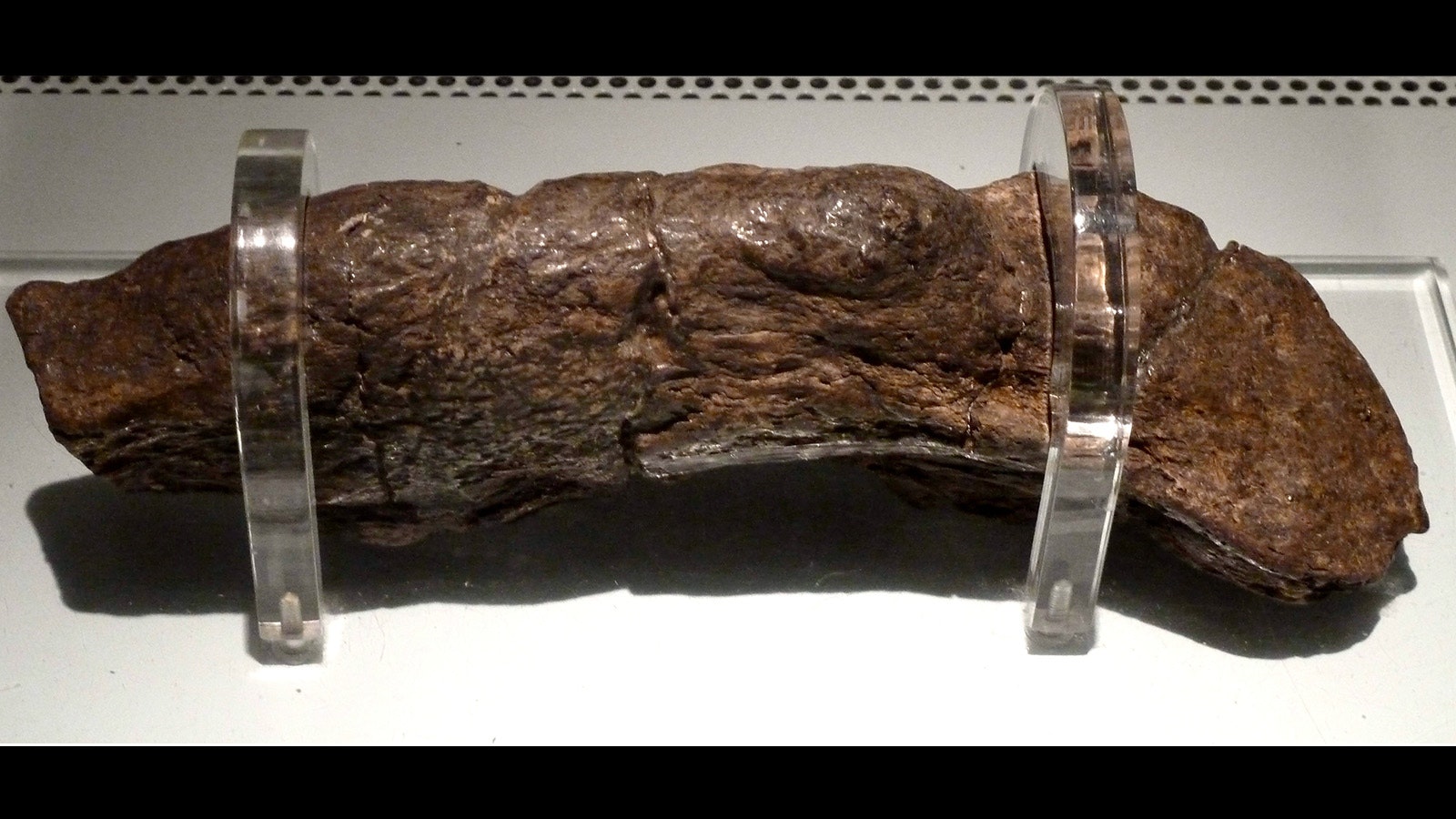 An unknown ninth-century Viking was responsible for this 8-inch-long, 2-inch-wide piece of fossilized human poop, the largest ever recorded.