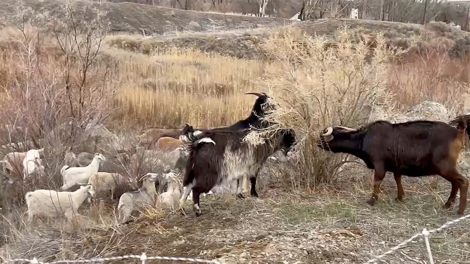 After spending about $200,000 in goat grazing for flood mitigation since 2025, the town of Rock Springs is putting an end to it for now. One council member said residents say it’s too expensive. "This will be the last we see goats,” Dan Pedri said.