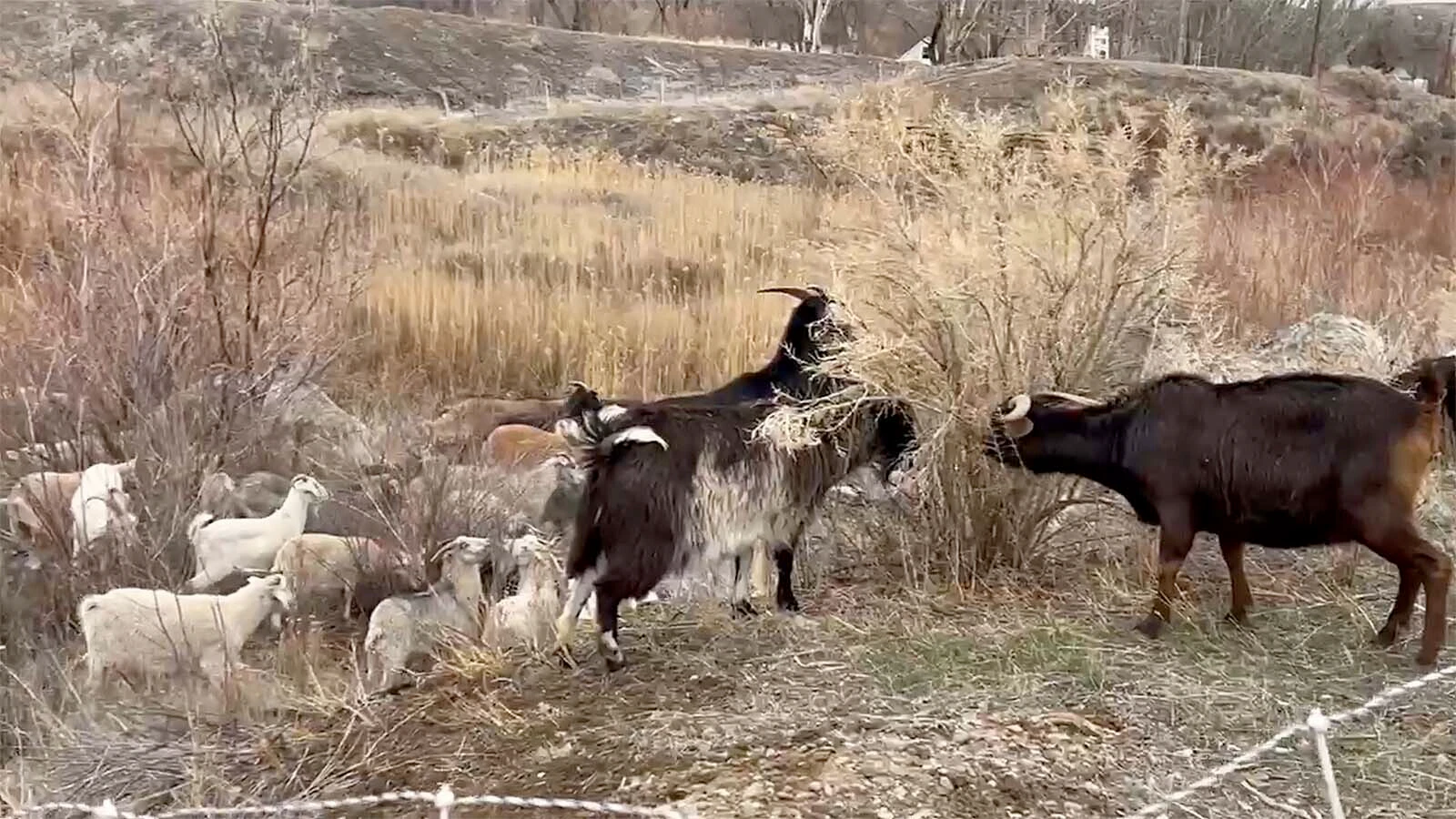 After spending about $200,000 in goat grazing for flood mitigation since 2025, the town of Rock Springs is putting an end to it for now. One council member said residents say it’s too expensive. "This will be the last we see goats,” Dan Pedri said.