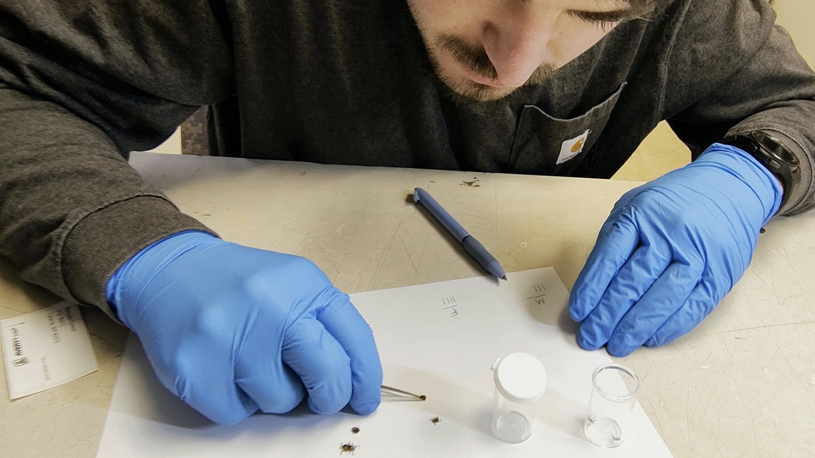 Hunter Deerman, an entomologist with the City of Laramie,” examines ticks he recently caught in Laramie County.
