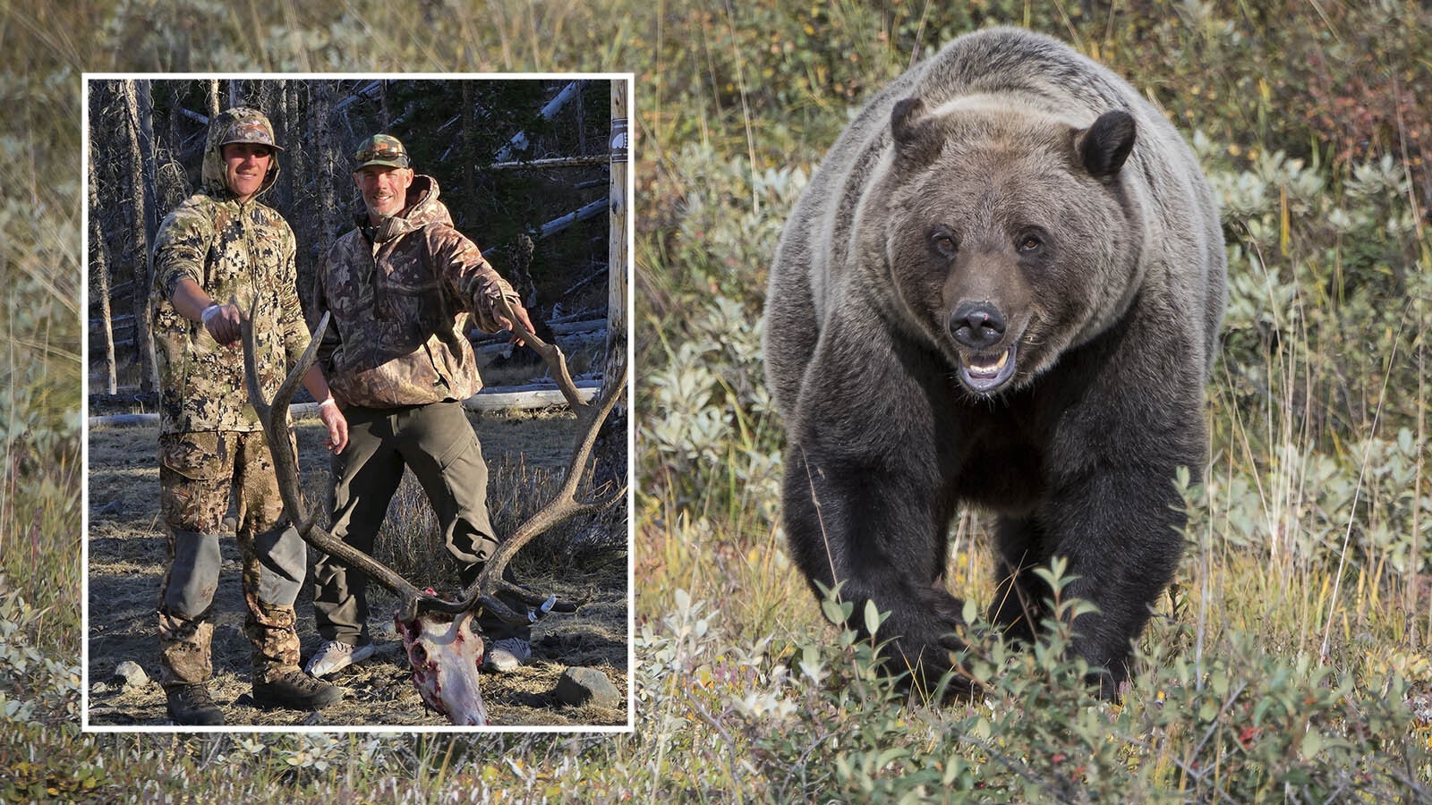 Garrett Kalkowski and his father, Vince, along with their family and friends have hunted elk for years in the Meeteetse area. Garrett said the grizzly population there has been steadily increasing, and that he had to shoot and kill a grizzly on Oct. 3 to save him and his father from being mauled.