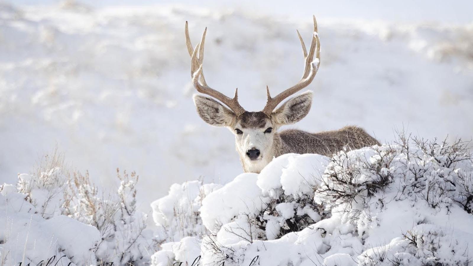 Wyoming hunters might dream of finding gigantic mule deer bucks this fall, but mule deer numbers are down.