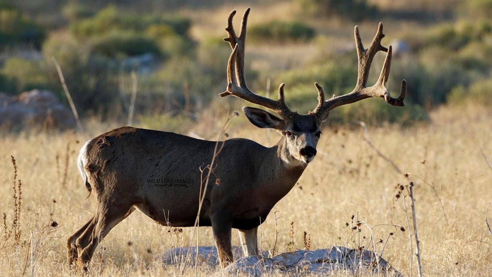Wyoming hunters might dream of finding gigantic mule deer bucks this fall, but mule deer numbers are down.