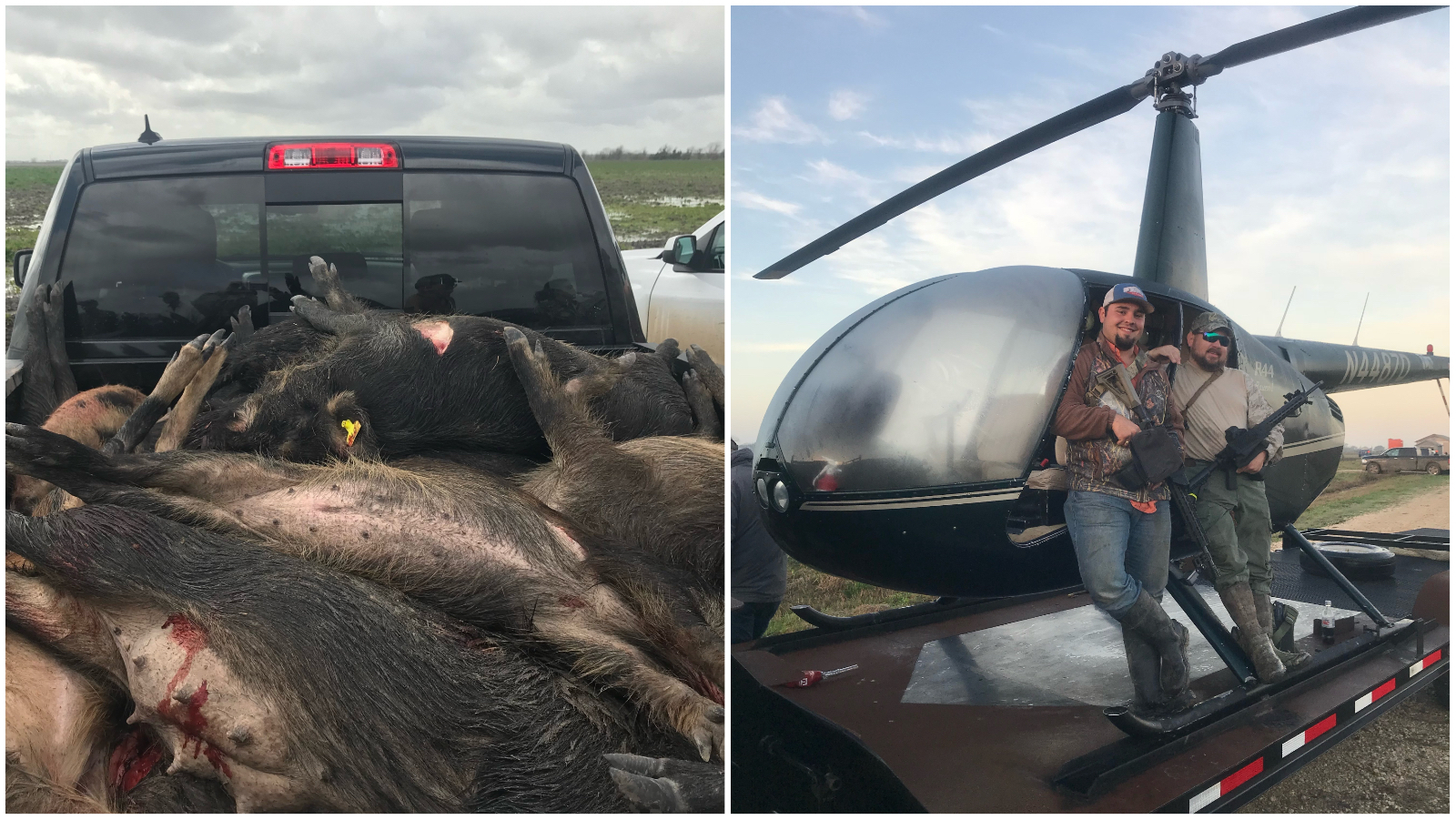 Hunting hogs by helicopter 1 24 23