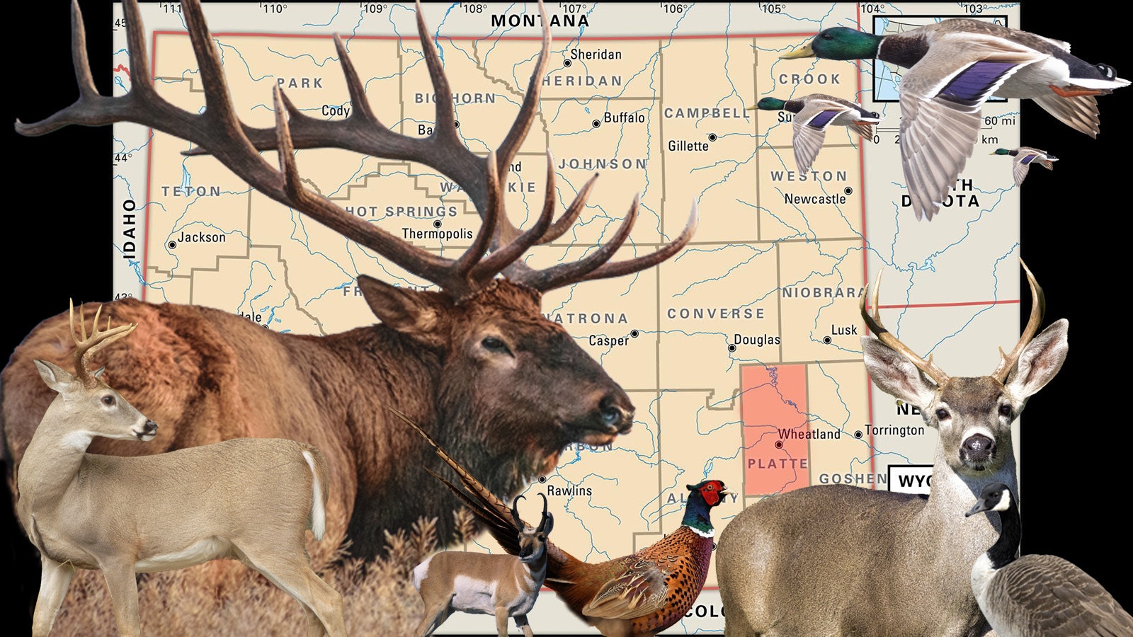 Deer Hunting, Deer Hunter Gifts, Deer Hunting Gifts, Hunter Christmas Gift,  Deer Hunting, Rocks Glass, Work Sucks, Mule Deer