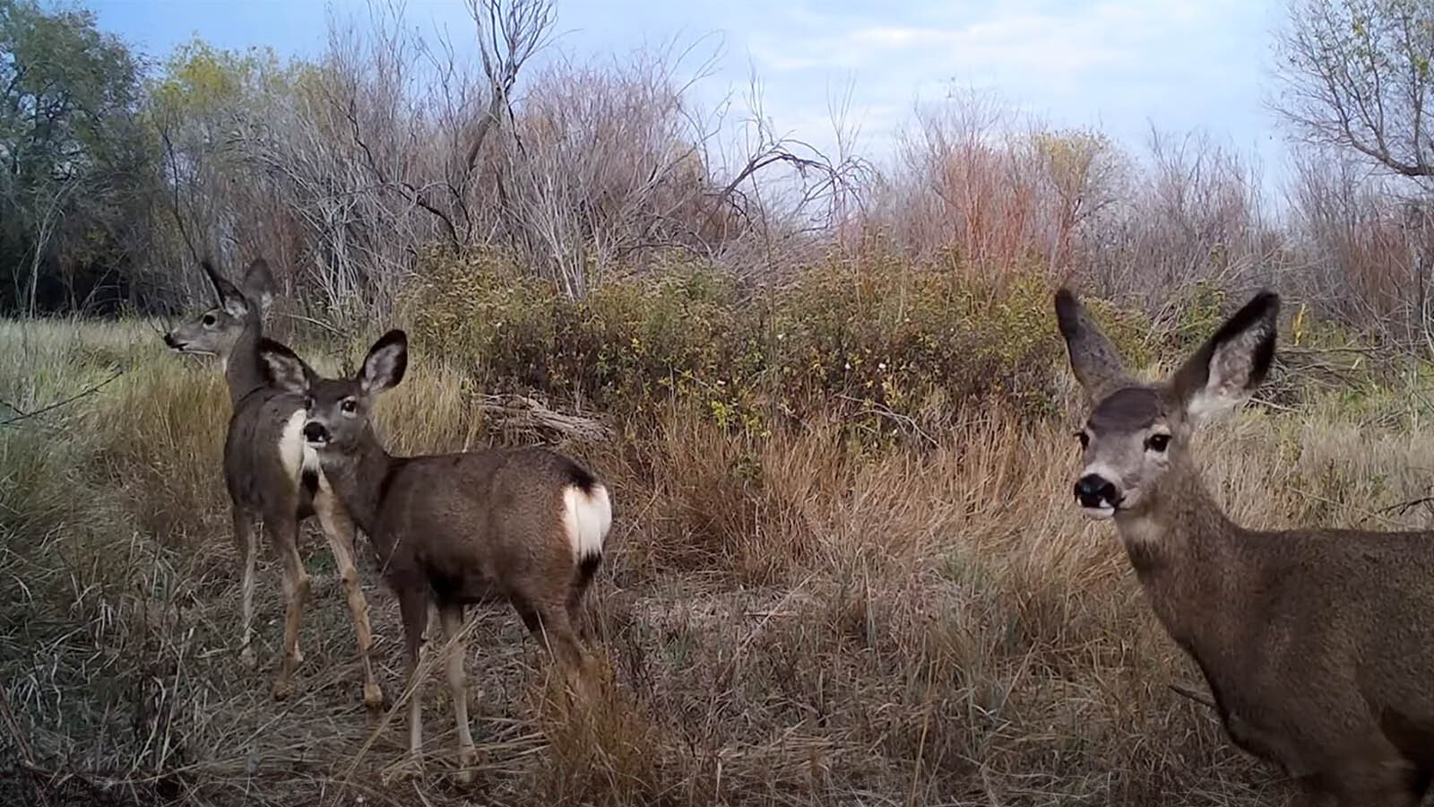 Hybrid deer 1 2 24 24