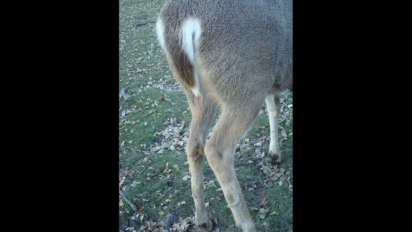 The relative size of the glands on the outside of a deer’s rear legs are a dead giveaway for a mule deer-whitetail hybrid.