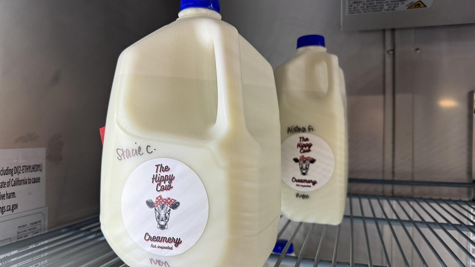 The "cream line" at the top of Hippie Cow Creamery milk jugs. Each gallon of milk comes with a quart of cream at the top, a benefit of the high-fat content of raw Jersey cow milk.