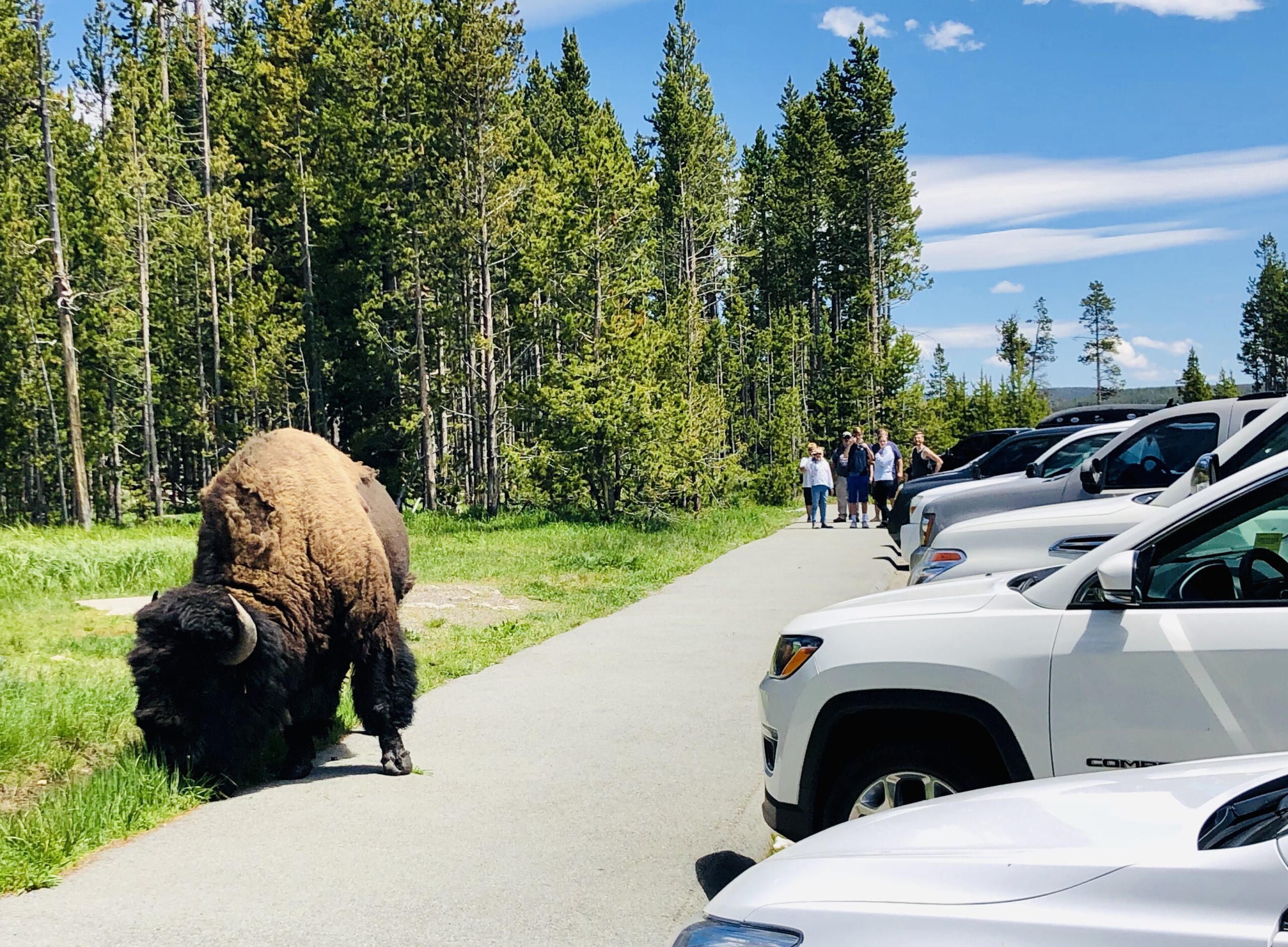 Yellowstone Saw 1 Million Visitors In July Cowboy State Daily   IMG 5301 Scaled 