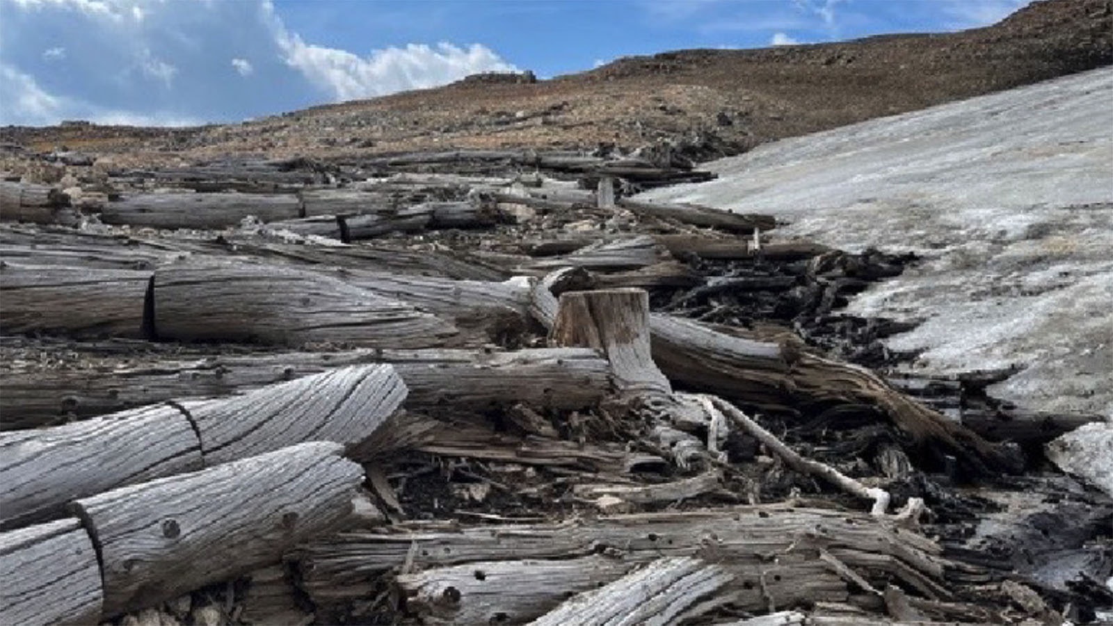 The sampled subfossil whitebark pine trees along the margin of the ice patch.