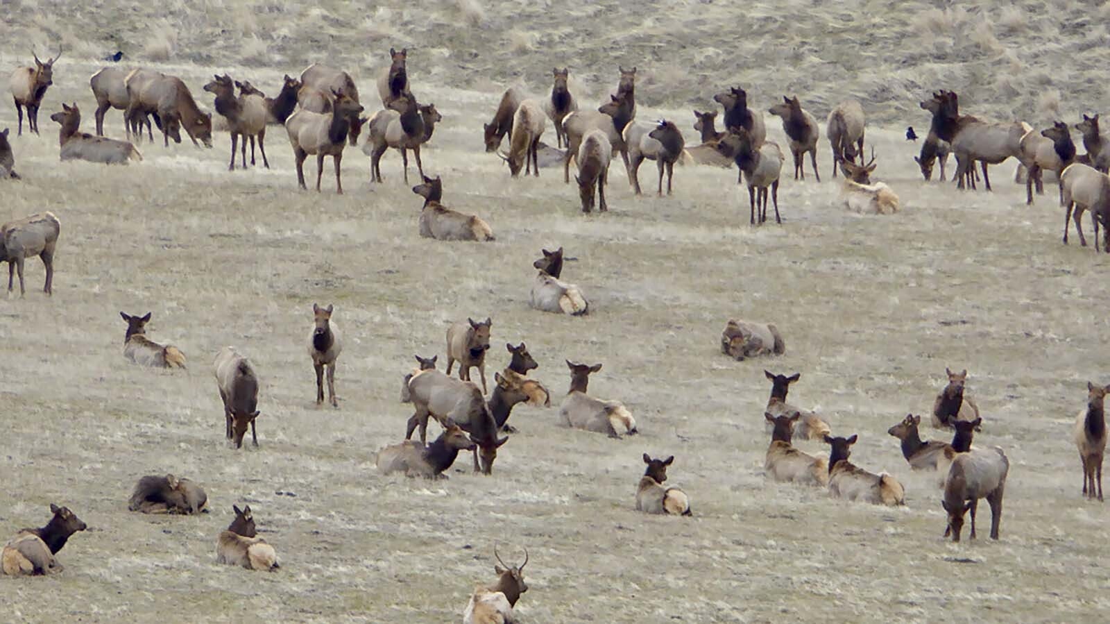 Idaho’s elk overpopulation problem mirrors Wyoming’s. In one Idaho hunt area, elk are camping out on private land, so the state plans to relocate some and kill the rest.