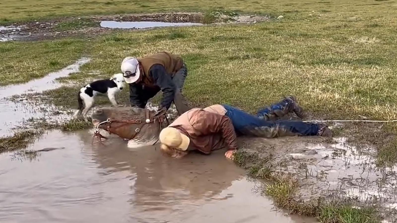 Big Joe was just an average working ranch horse until he got stuck in a muddy death trap in an Idaho pasture. He came close to death, but now is back to working on the ranch.