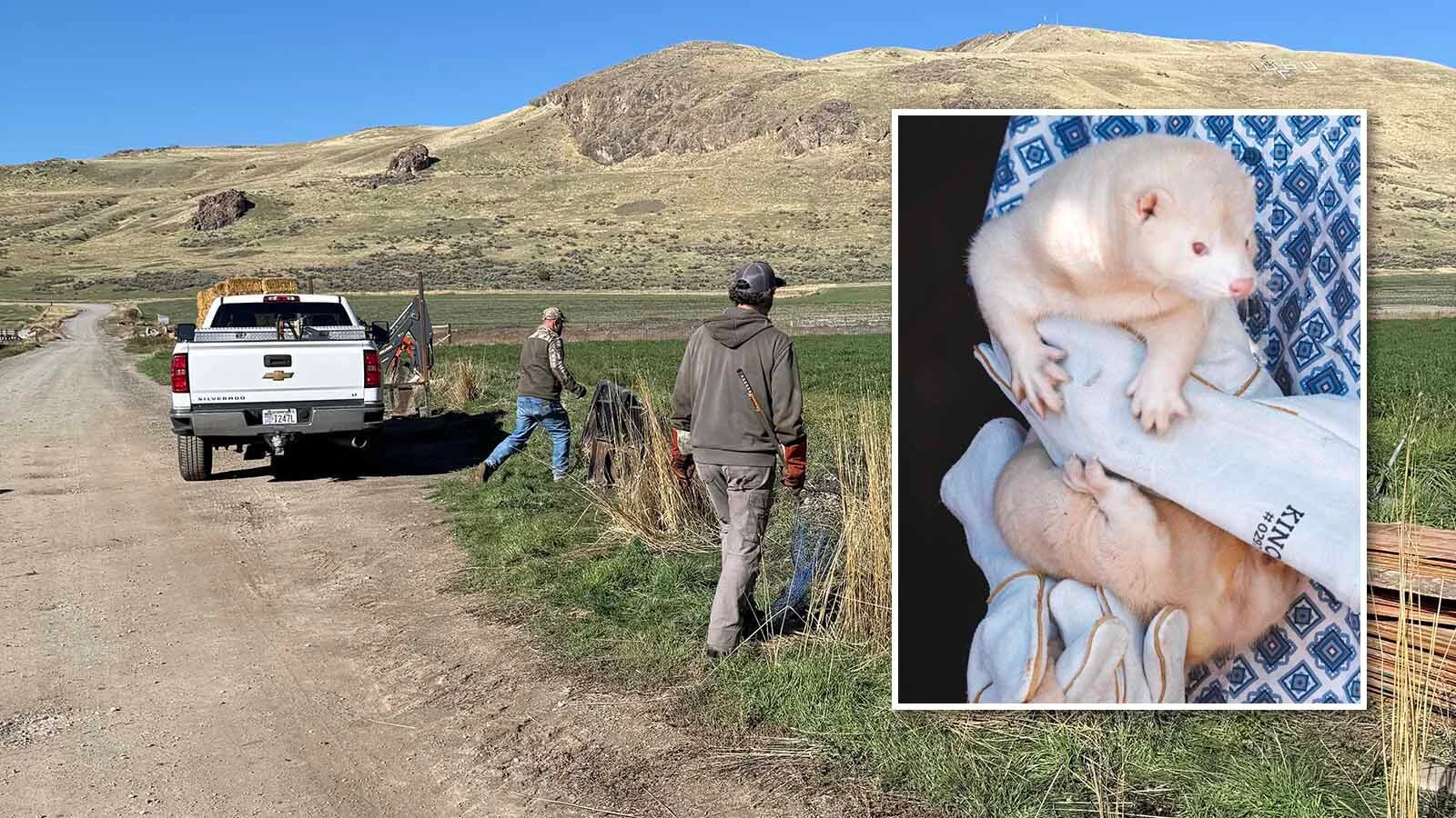 People search the Hobbs family farm in Franklin, Idaho, for 1,500 mink after the animals were released Saturday.