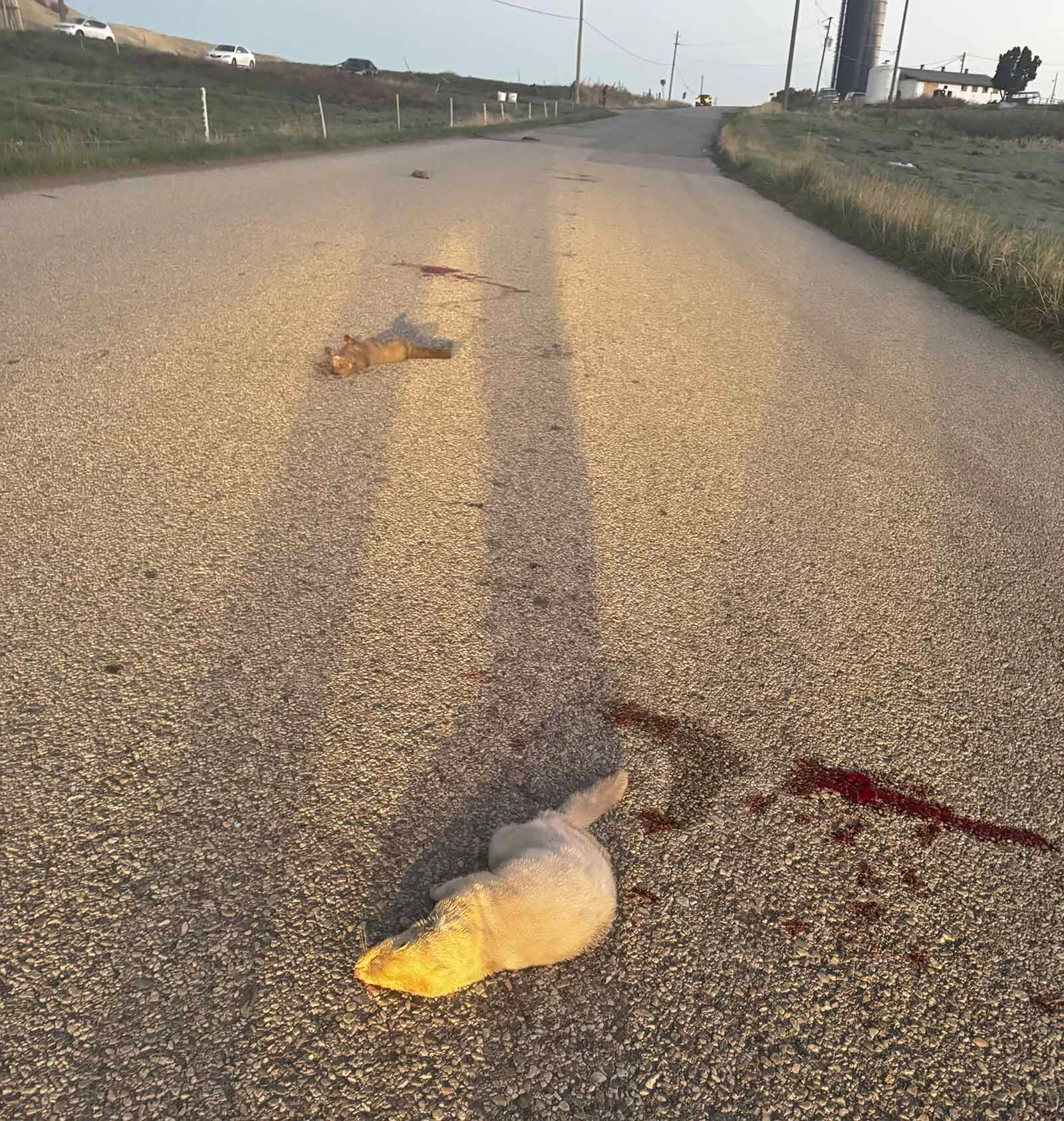 Two mink lie dead on a road near the Hobbs family farm after being hit by vehicles following the release.