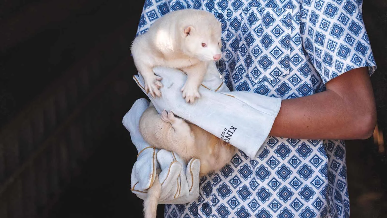A mink from the Hobbs Furs mink farm in Franklin, Idaho.