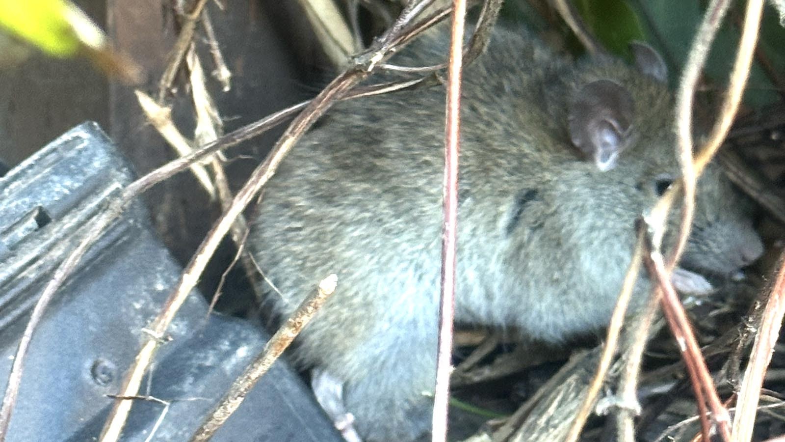 Invasive rats first started showing up in the Boise, Idaho, area a couple of years ago. Their population has exploded, and exterminators can’t keep up.