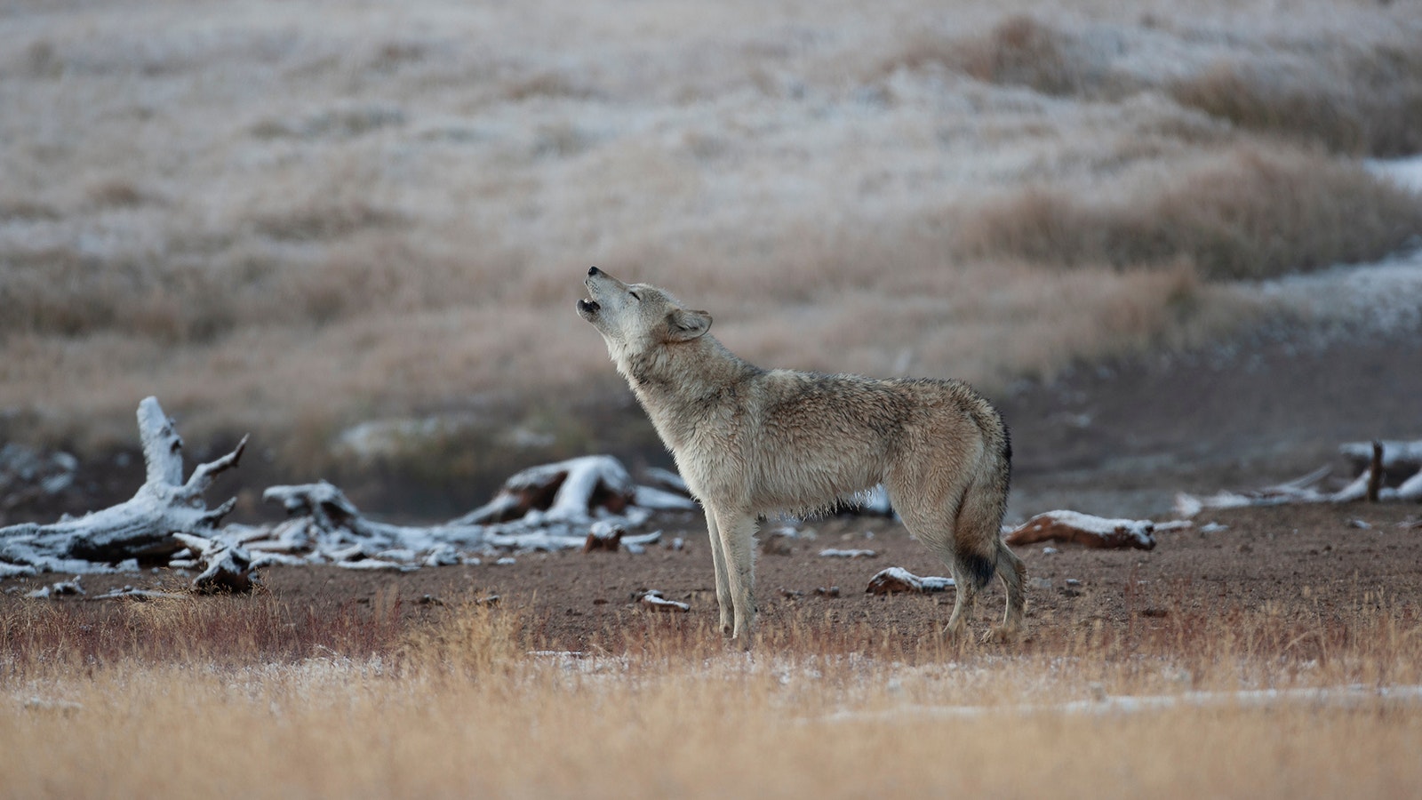 A gray wolf howls in the Greater Yellowstone Ecosystem.