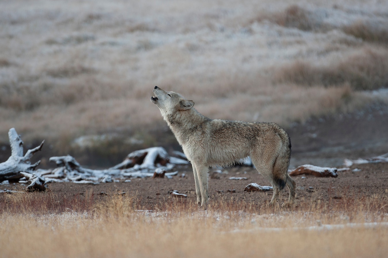 A gray wolf howls in the Greater Yellowstone Ecosystem.