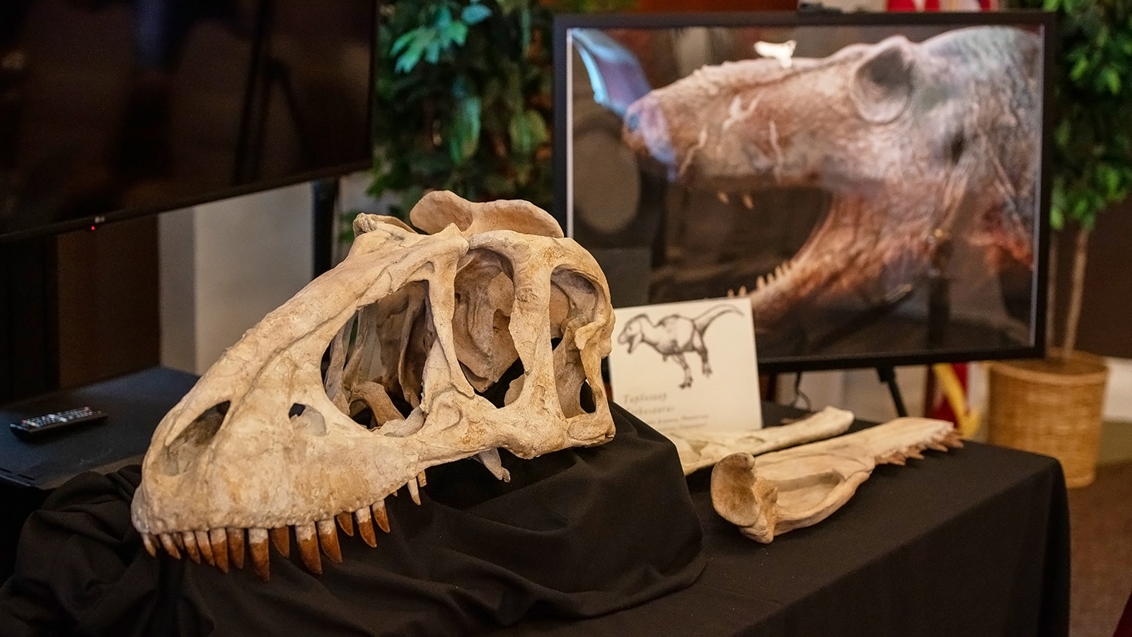 The skull of Tarbosaurus bataar on display in the Library of Congress. The discovery of this skull in Wyoming was part of multiple investigations by Homeland Security in three states, which resulted in the seizure and repatriation of several illegally imported Mongolian fossils.