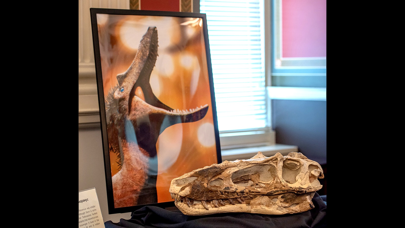 The skull of the Tyrannosaurus relative, Alioramus. Now that this skull, “one of the best-preserved fossils ever found” of this rare dinosaur, will now be available for paleontologists to study as they learn more about the tyrannosaur family tree.