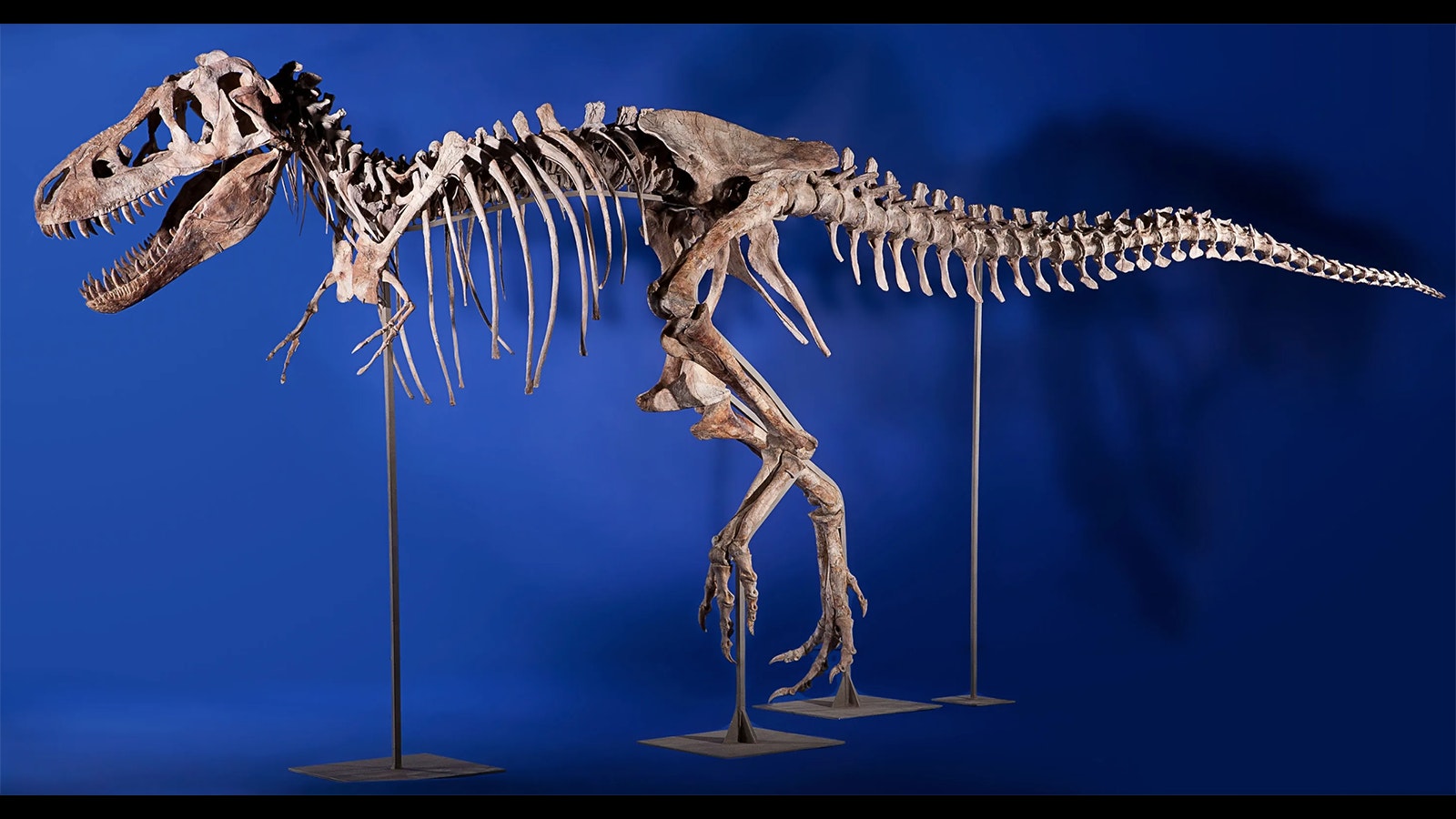 A complete Tarbosaurus skeleton. This specimen was sold by Heritage Auctions for more than $1 million before becoming the object of United States v. One Tyrannosaurus Bataar Skeleton, a contentious case that ultimately decided to void the sale and return the skeleton to Mongolia.
