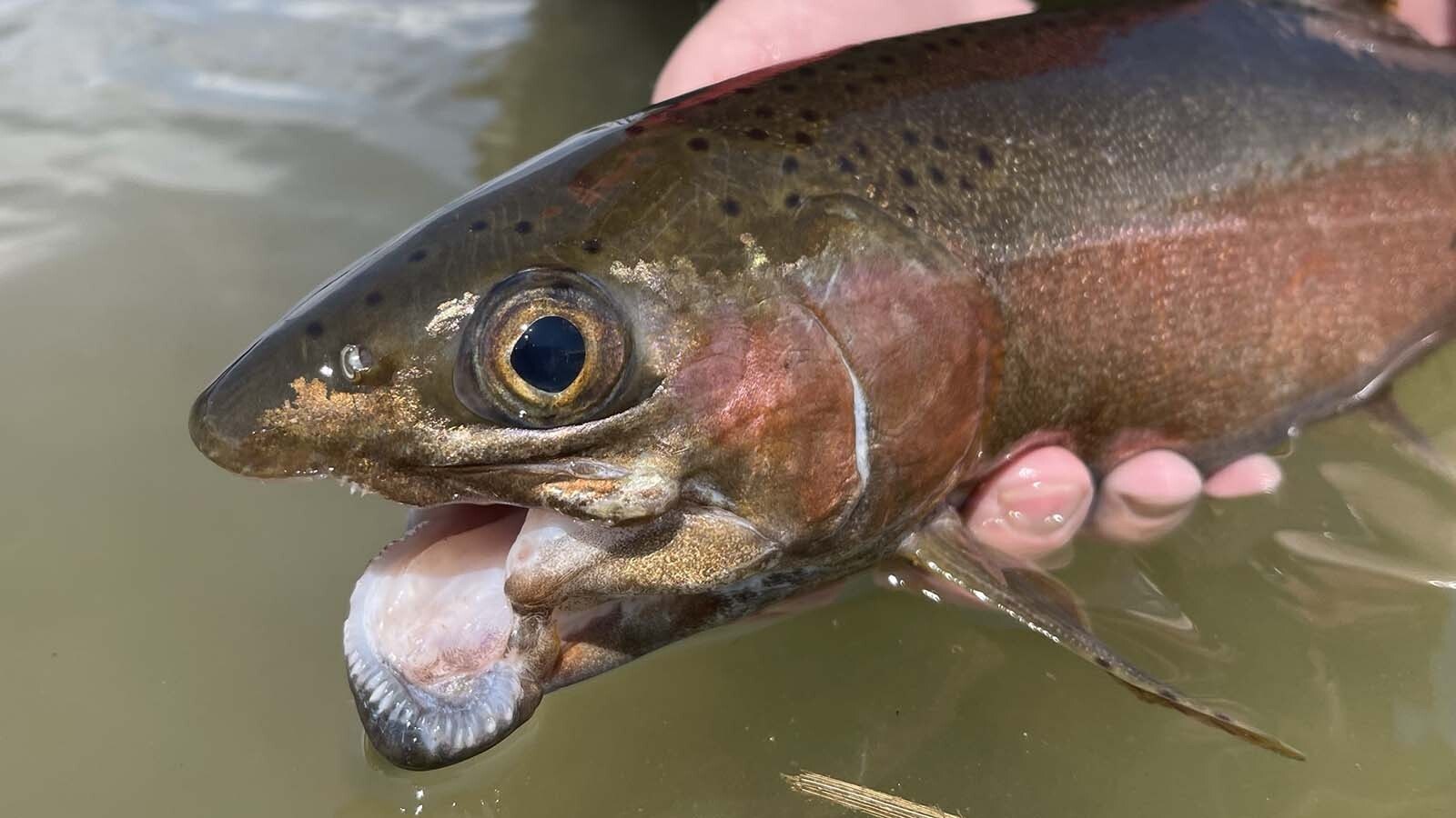 Barbed fishing hooks inflict ghastly injuries to prized trout in the North Platte River near Casper. The Wyoming Game and Fish Commission ruled to ban barbed hooks along sections of the river.