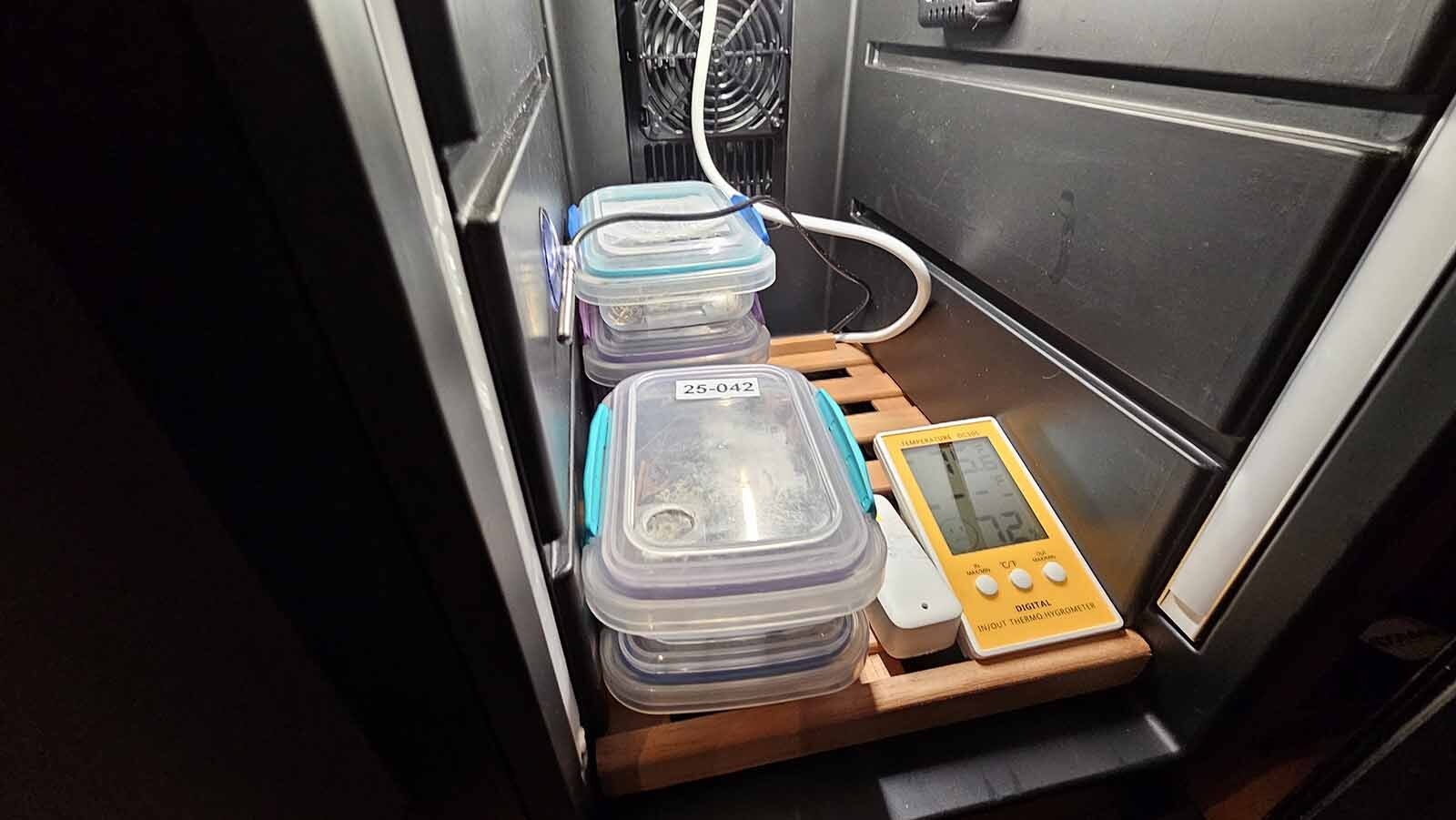 The insects live in these plastic containers, or rooms, inside a humidor that's kept at an even temperature and humidity.