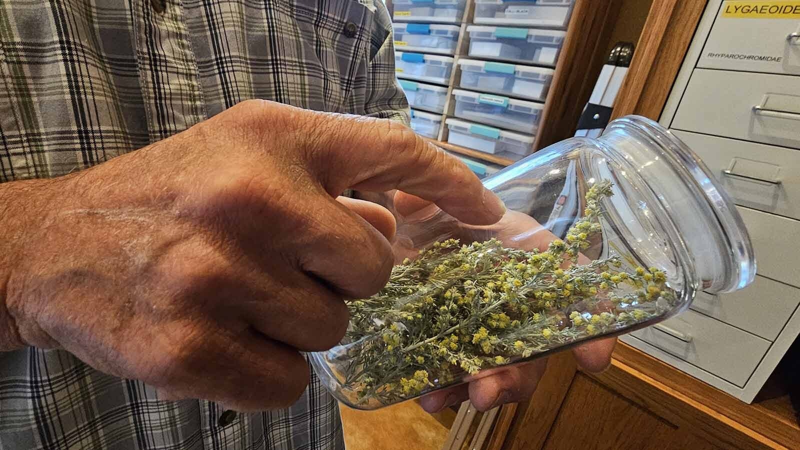 Sage brush flowers are the favorite food of one of the insects Aaron Clark found.