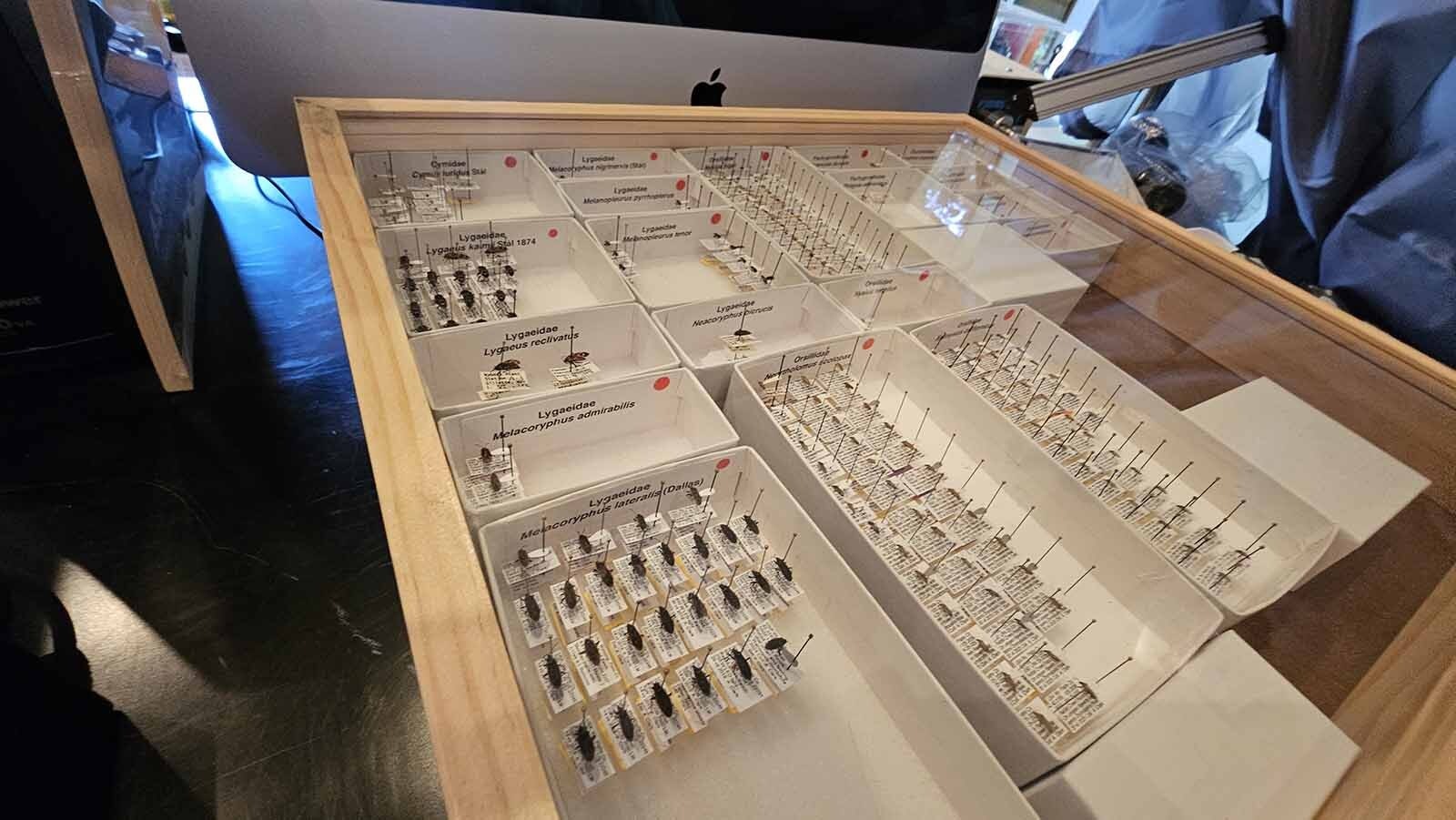 More insects found on Aaron Clark's Wyoming ranch near Wheatland.