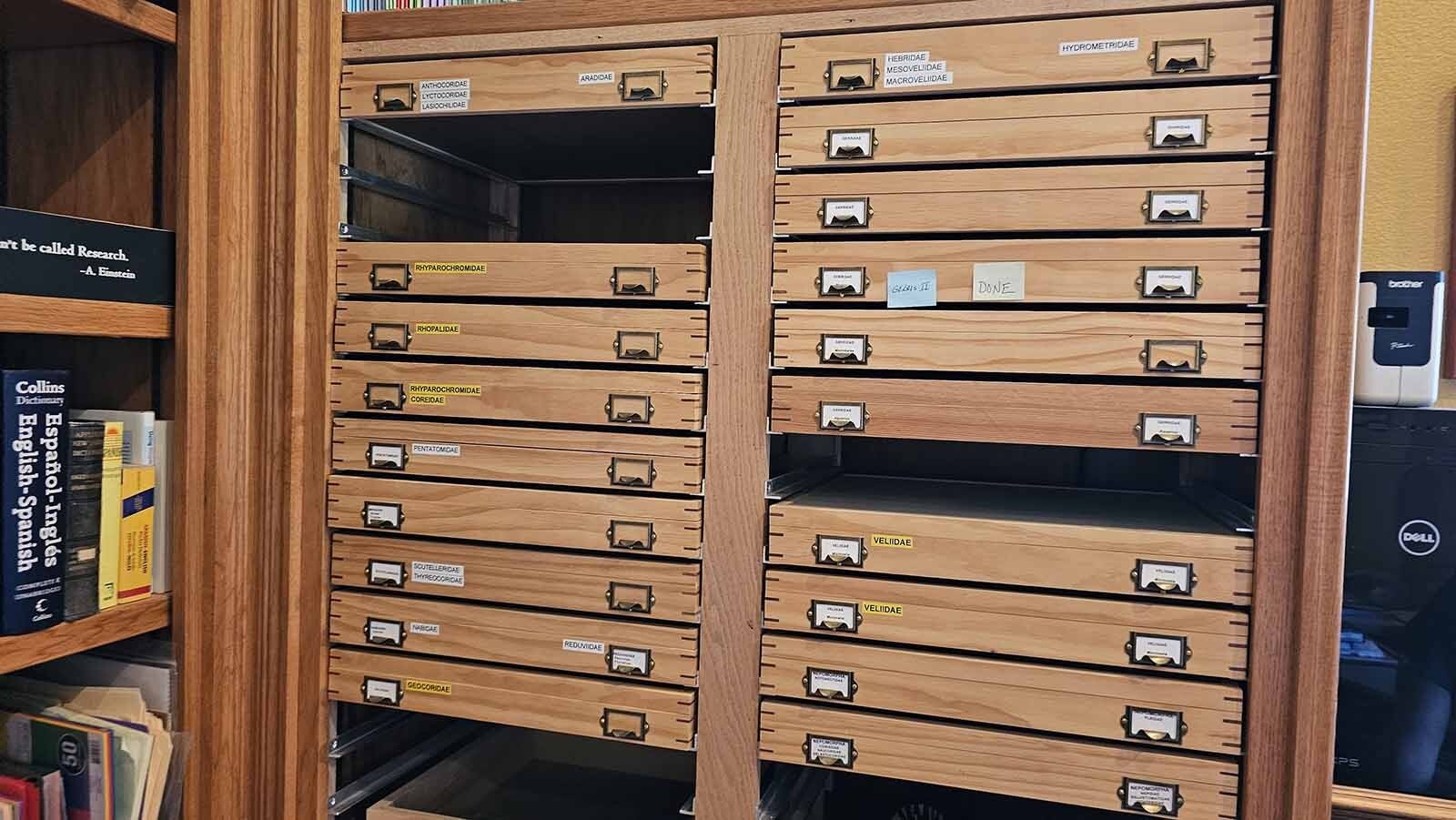 A museum of insects await in these drawers. They are full of the bugs found by Aaron Clark on his ranch near Wheatland, Wyoming.