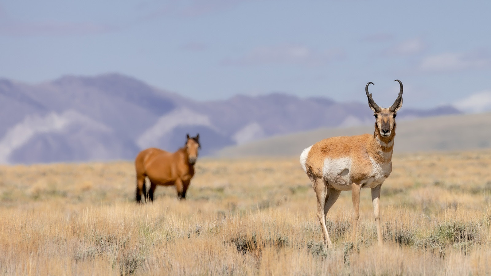 Antelope and mustangs can share Wyoming’s rangelands in peace, some wild horse advocates and researchers say.