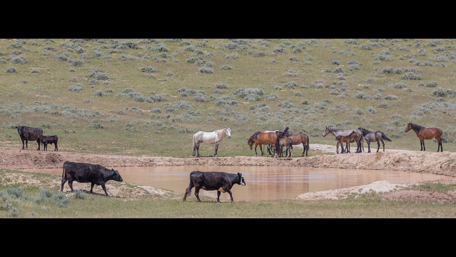 Wyoming’s mustangs, cattle and other critters don’t out-compete each other for water, some wild horse advocates and researchers claim.