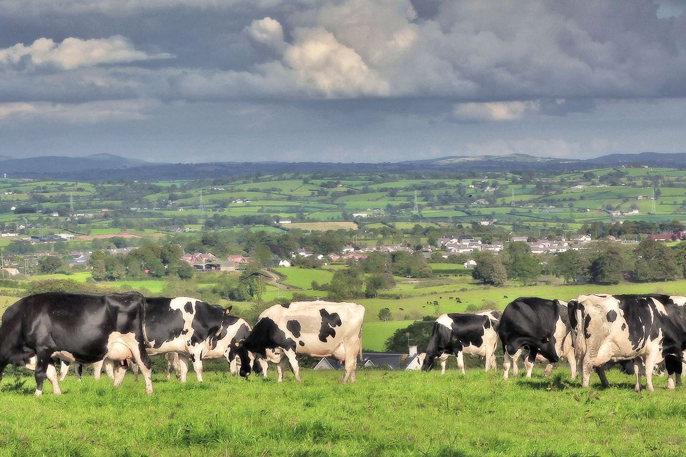 Ireland cows 6 2 23