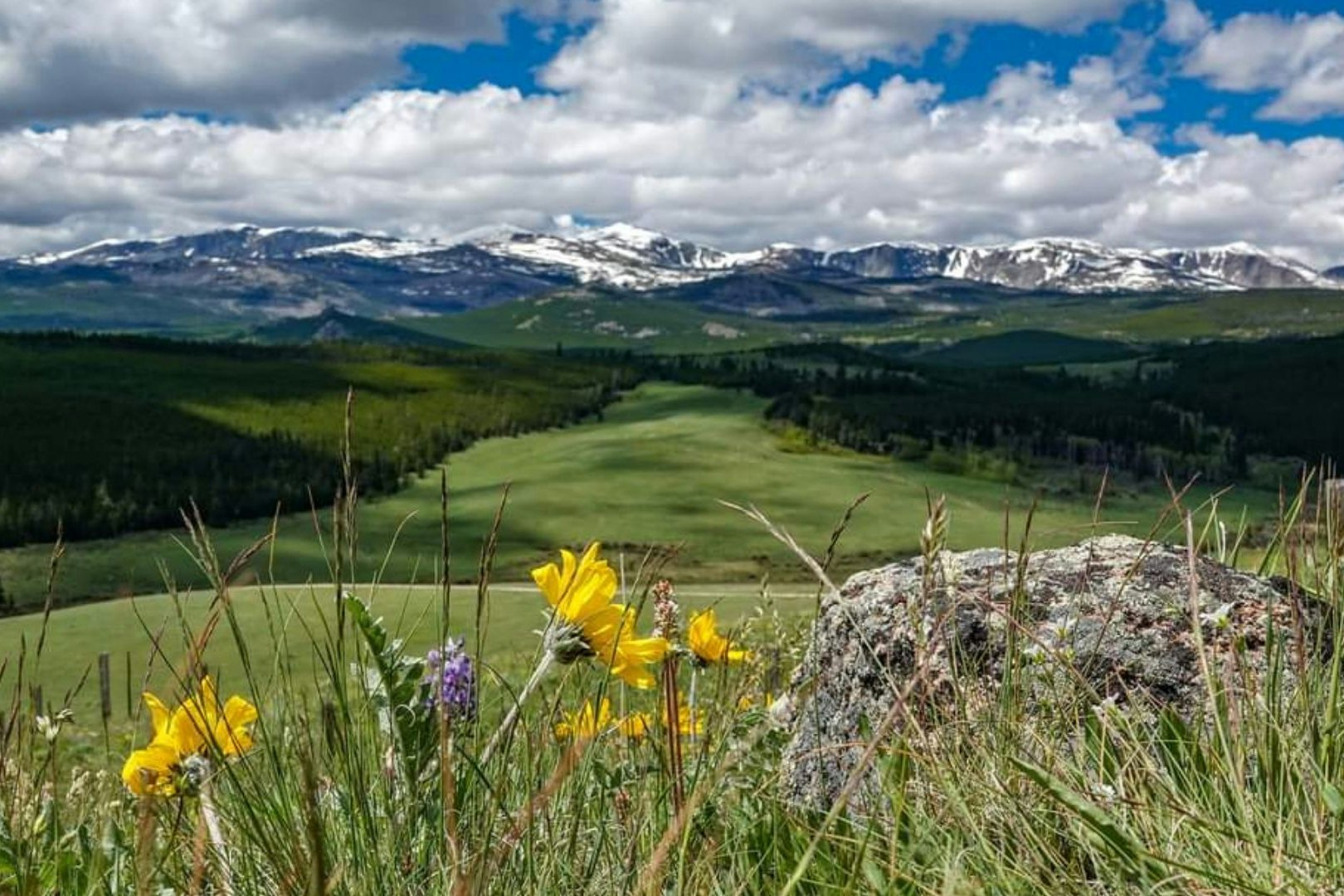 This spring has brought plenty of color, and lots of green, to Wyoming's Bighorn Mountains.
