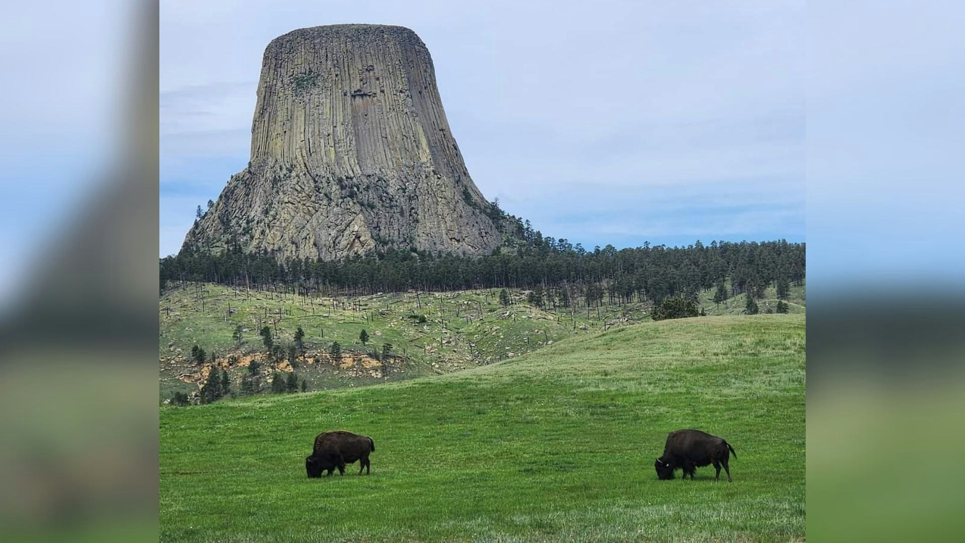 The grasslands around Devils Tower in northeast Wyoming are lush and green.