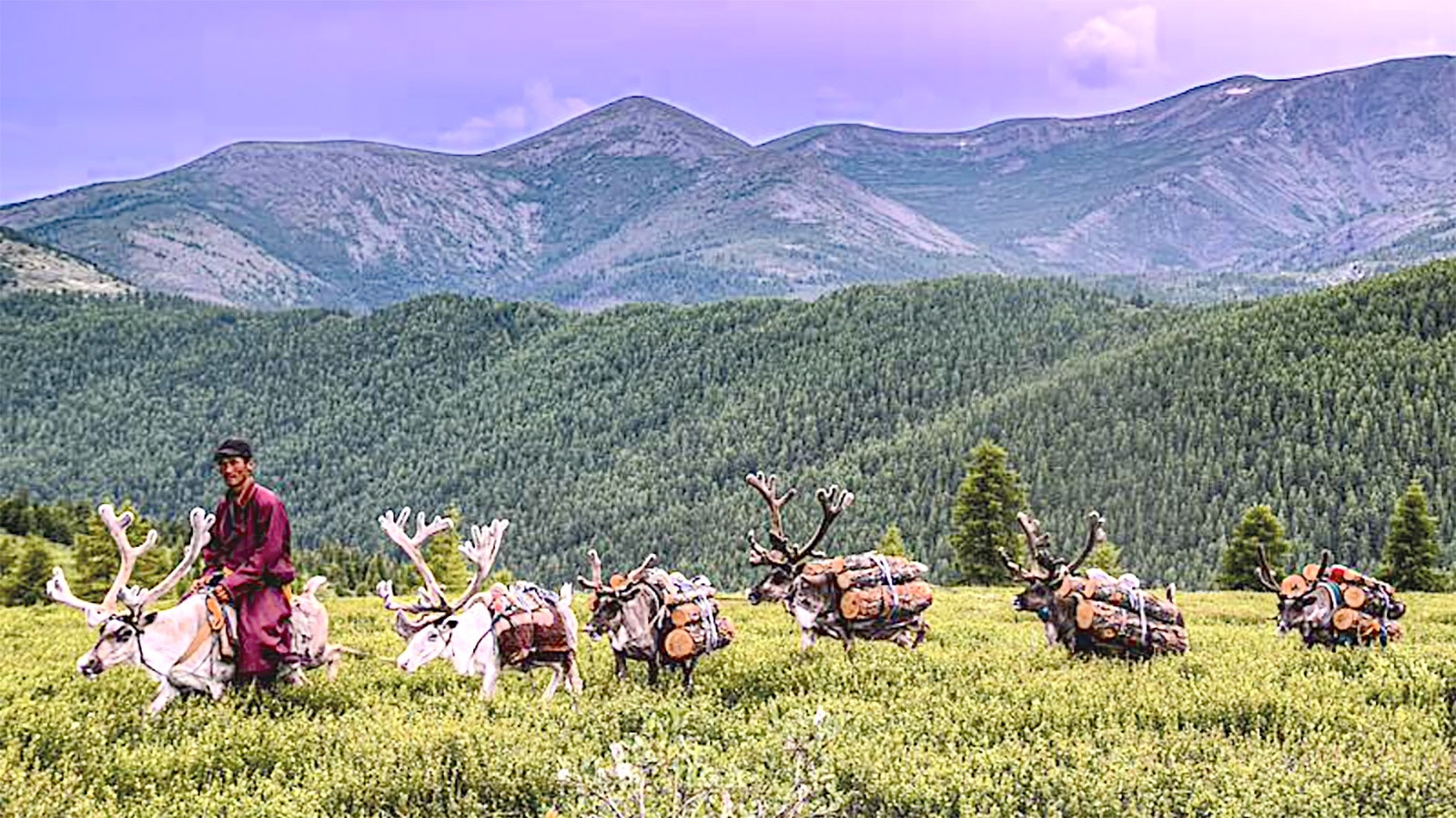 Mongolians packed and rode male reindeer.