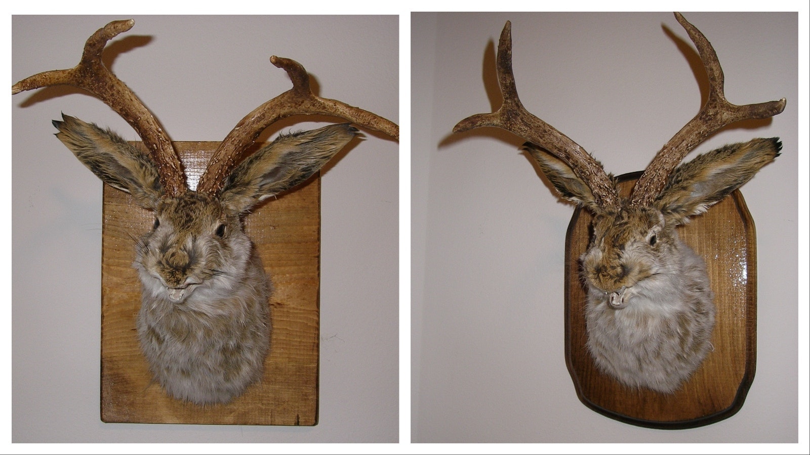 Taxidermist David Sconce of Montana creates unique Jackalope mounts with snarling teeth. He’s seeking jackrabbit carcasses from Wyoming, because he says Wyoming jackrabbits are huge and have the best, thickest fur.